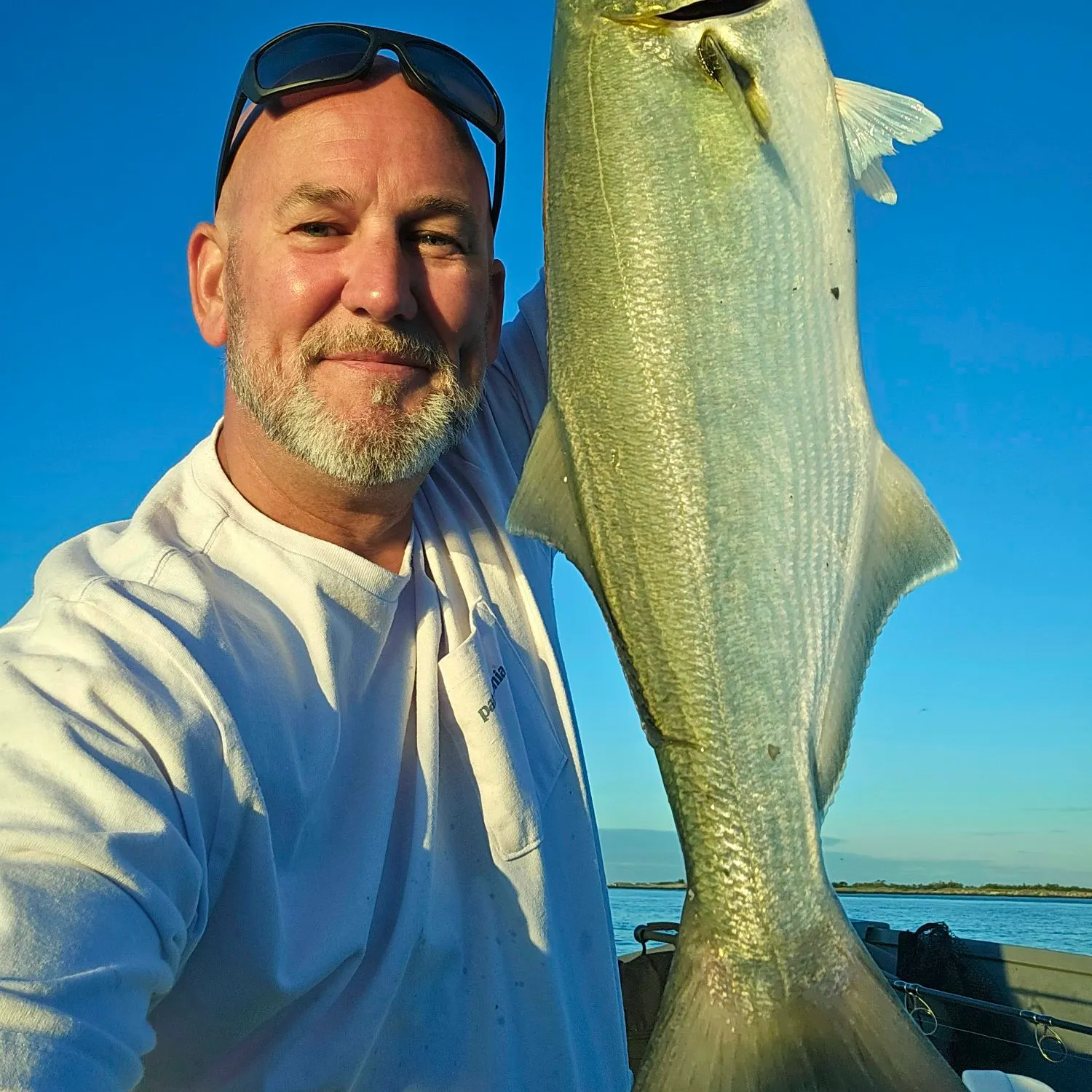 Bluefish caught on Fishbrain