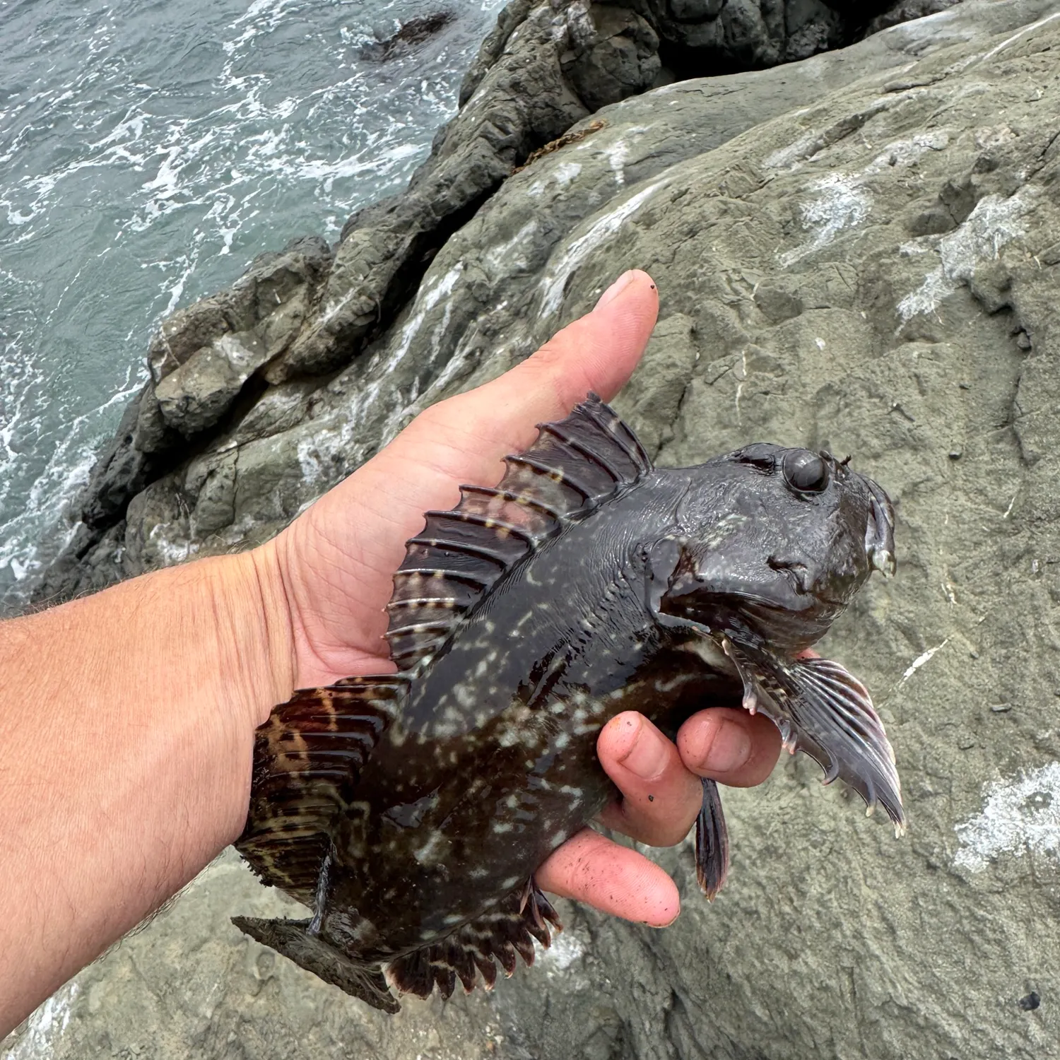 The most recent Cabezon catches on Fishbrain