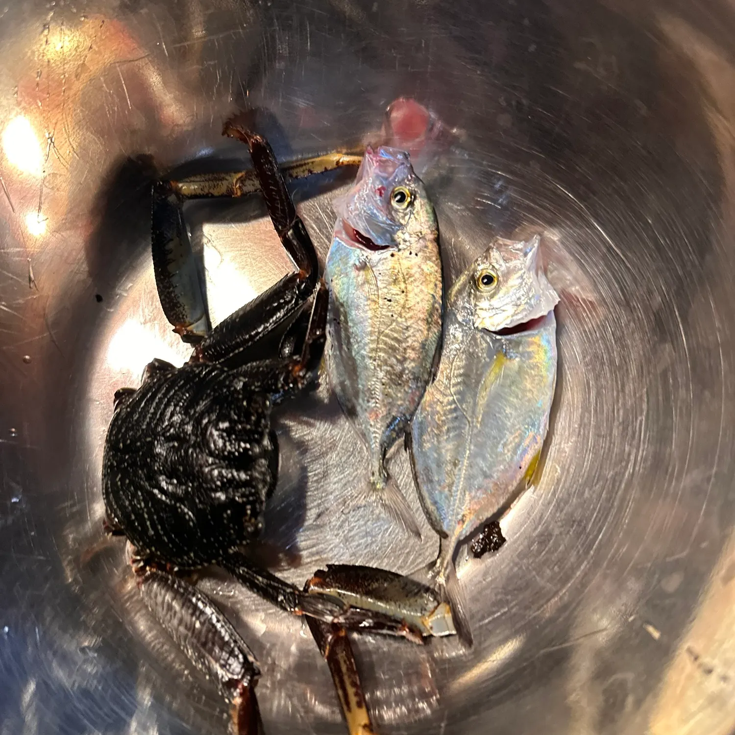Bluefin trevally caught on Fishbrain