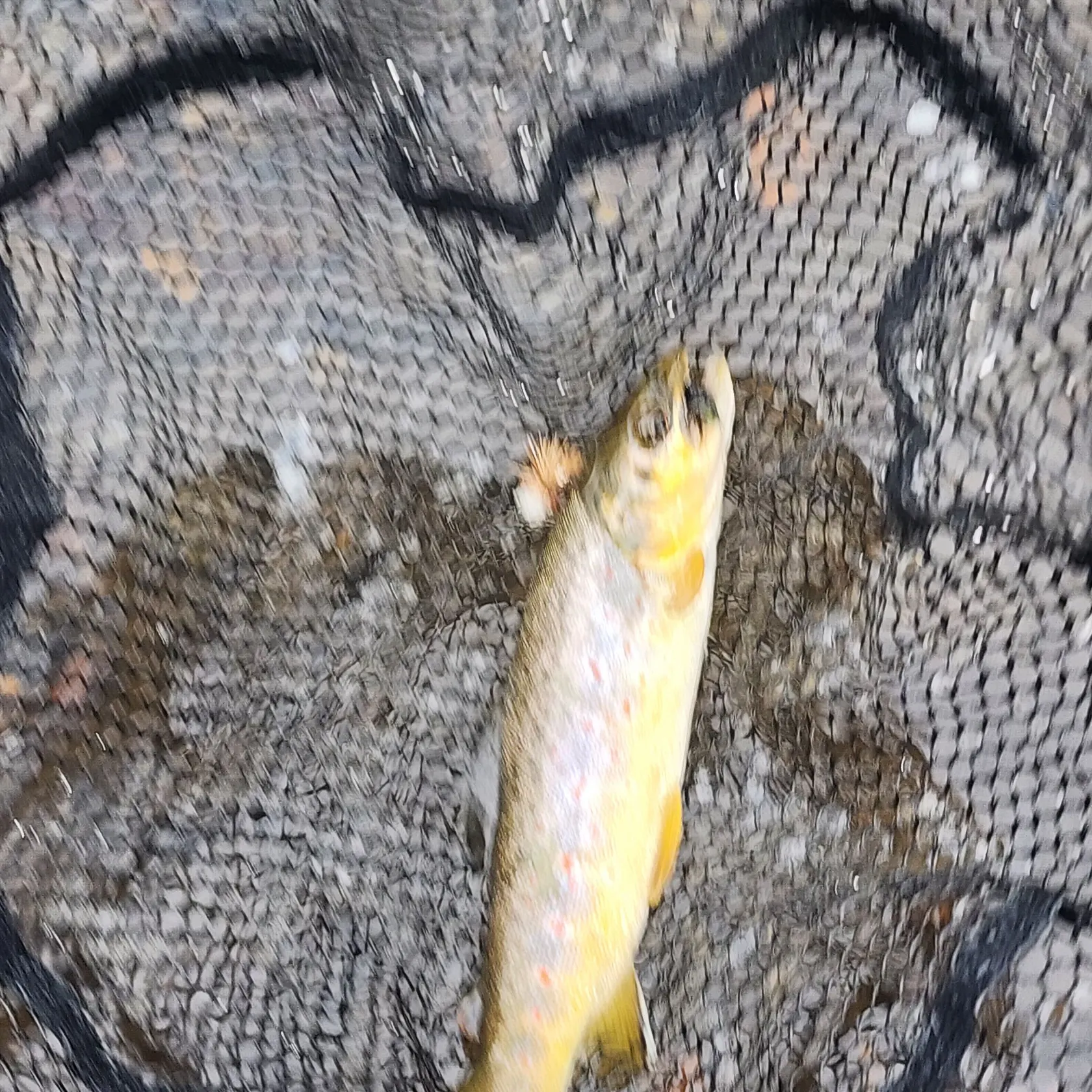 Brook trout caught on Fishbrain