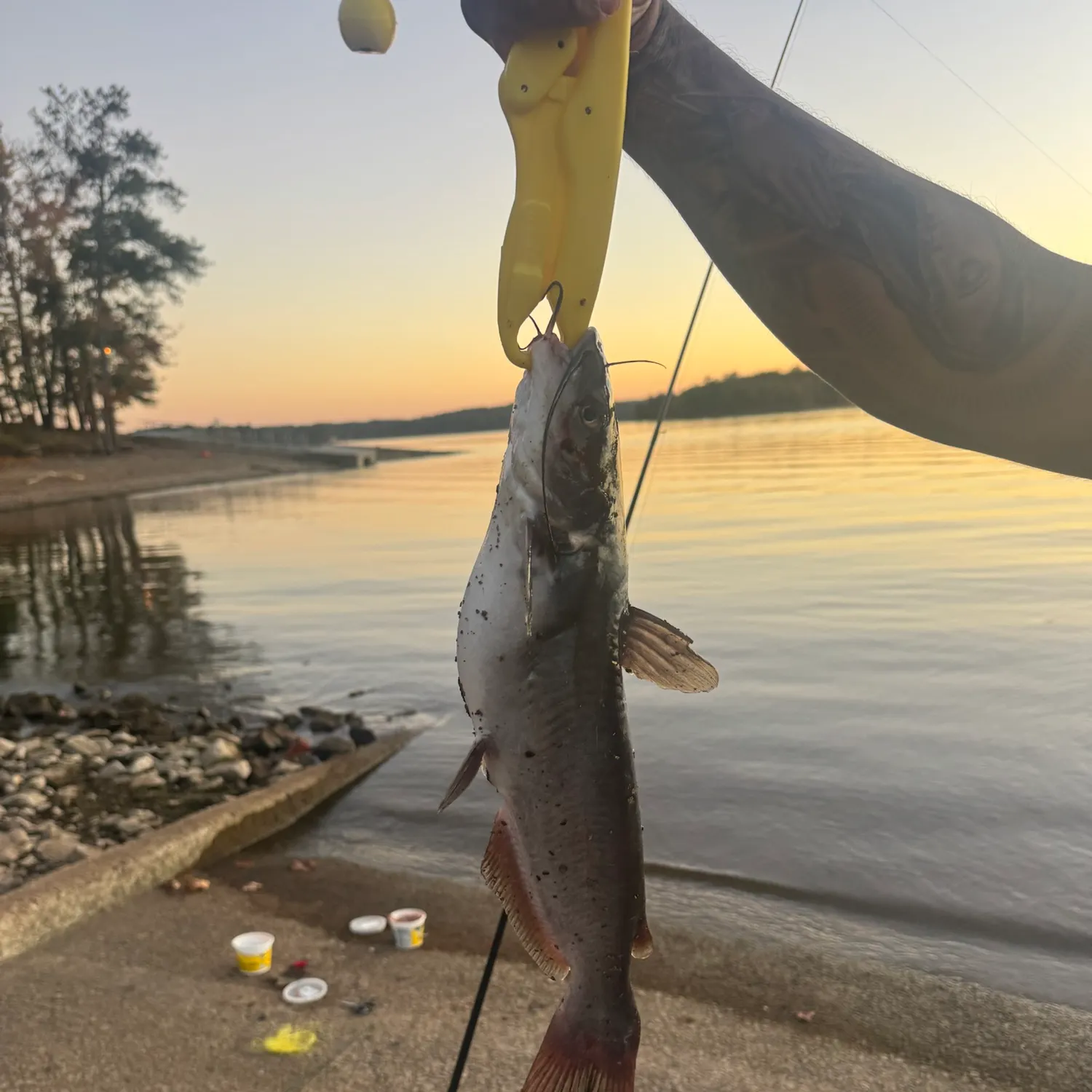 Channel catfish caught on Fishbrain