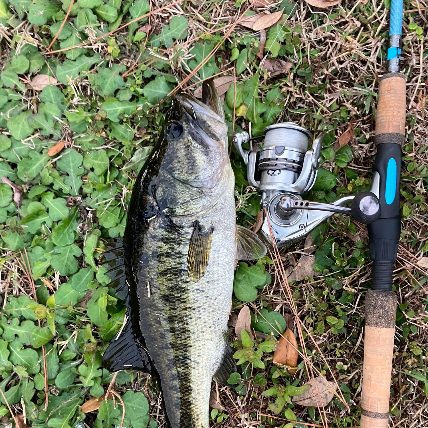 The most recent Spotted bass catches on Fishbrain