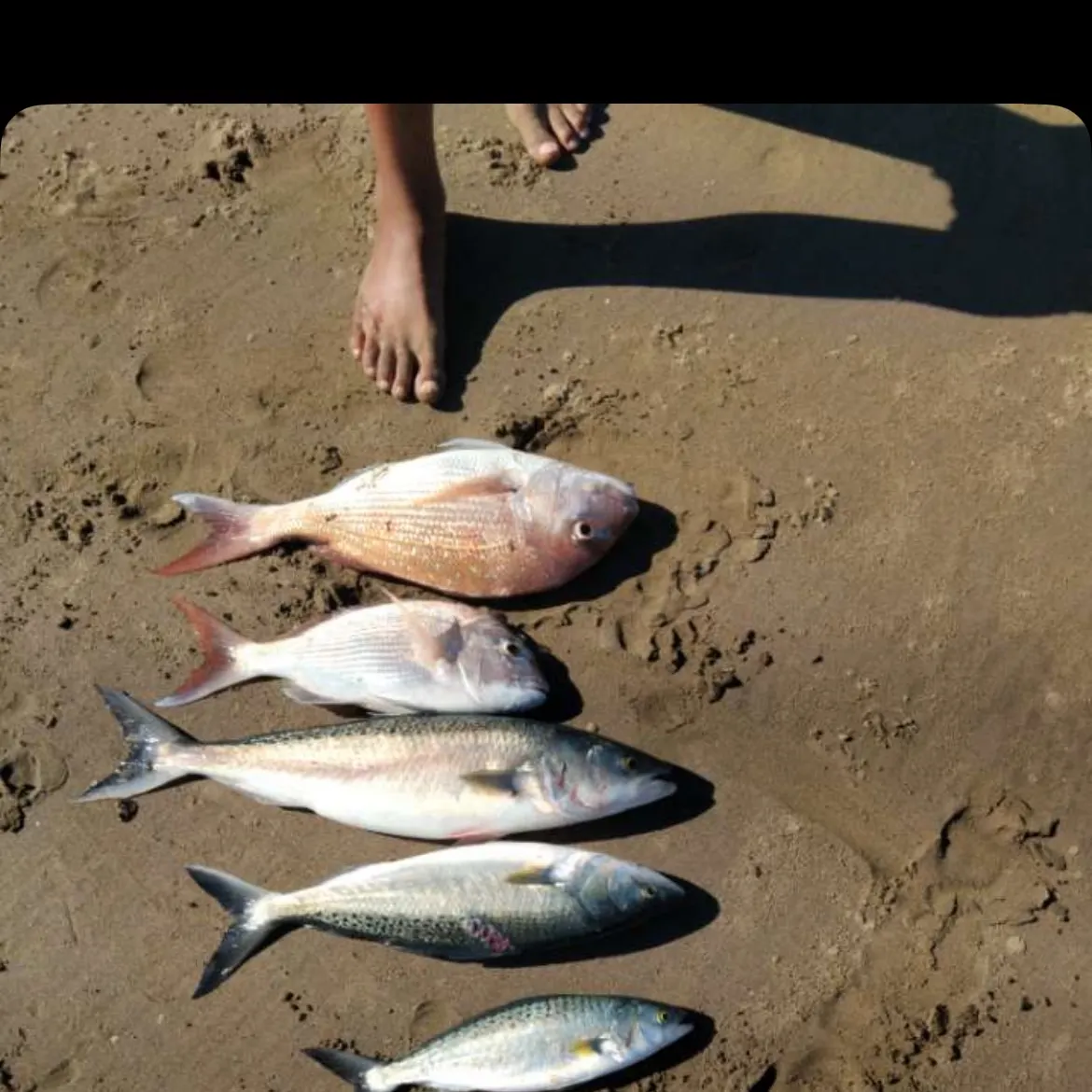 recently logged catches