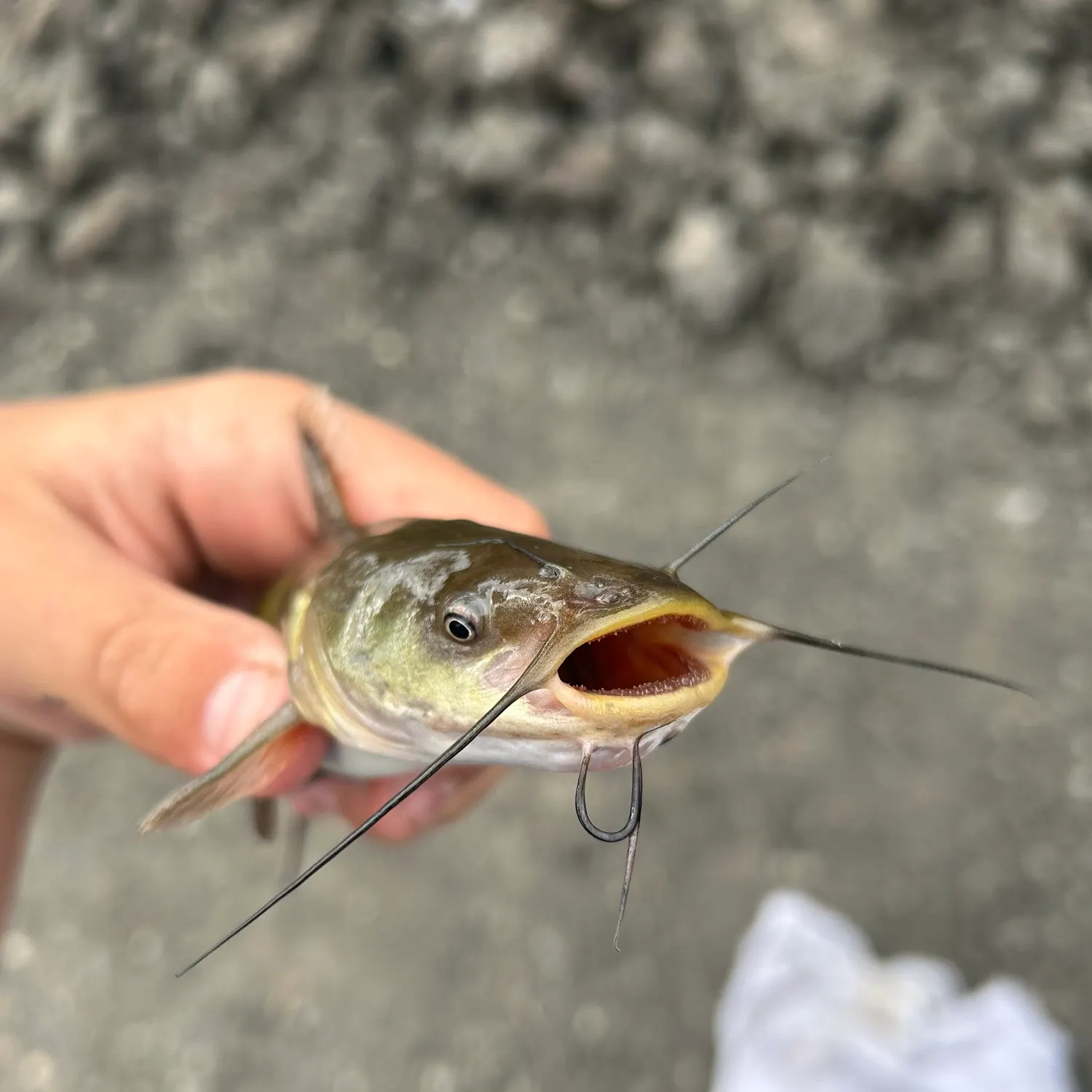 Black bullhead caught on Fishbrain