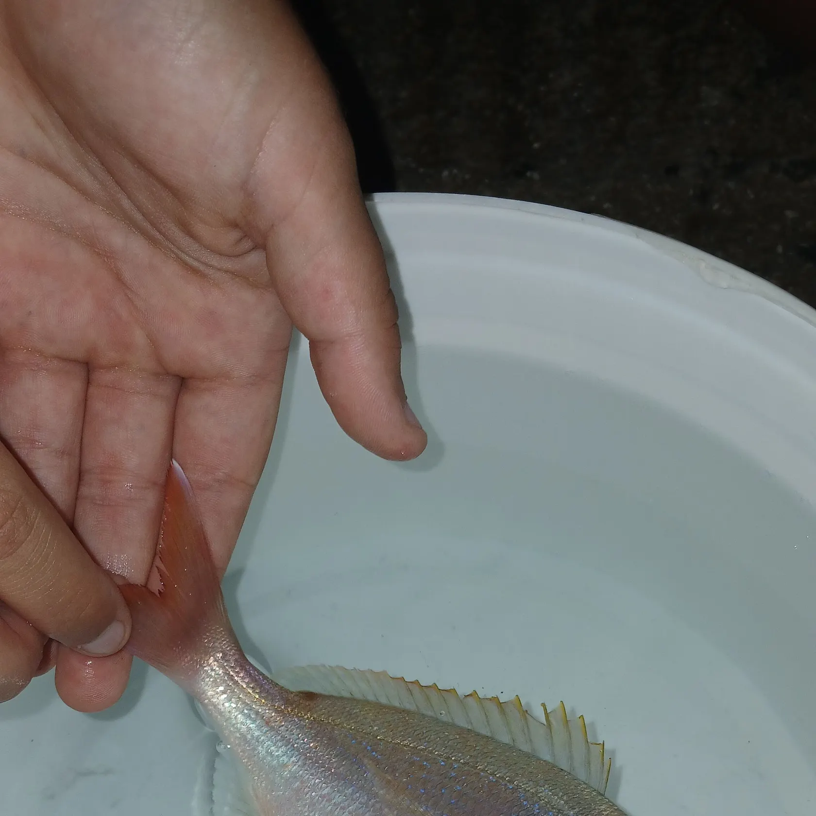 The most recent Red seabream catches on Fishbrain