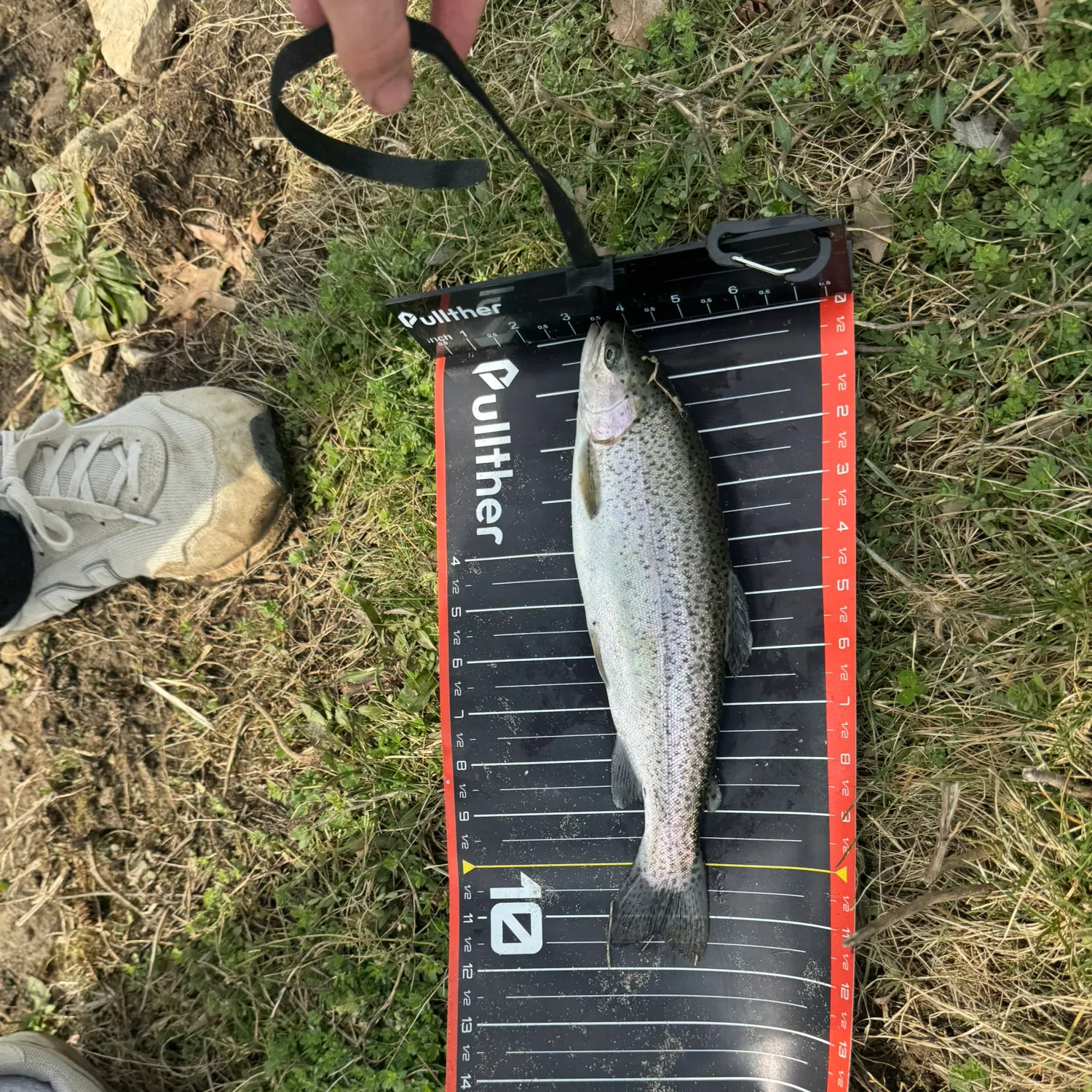 The most recent Marble trout catches on Fishbrain