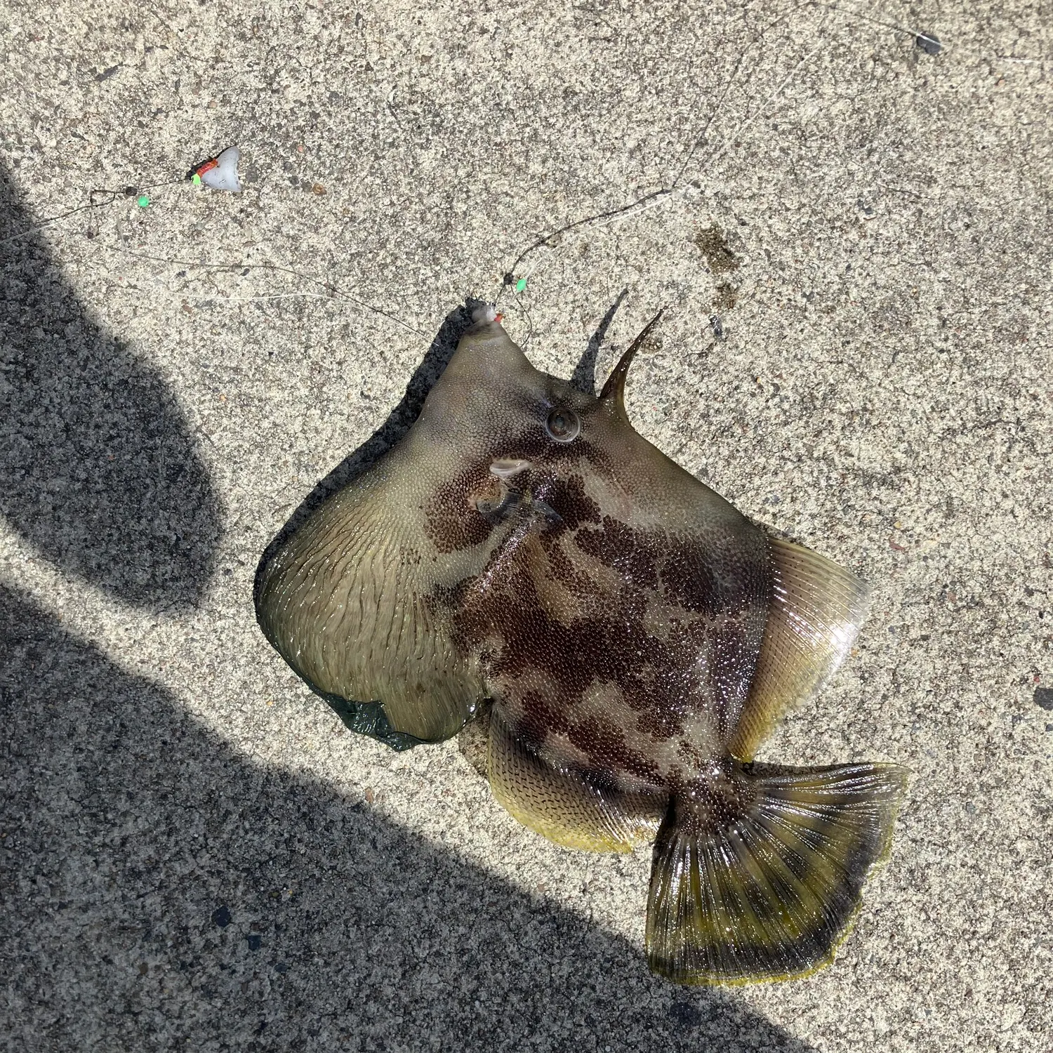 The most recent Fan-bellied leatherjacket catches on Fishbrain