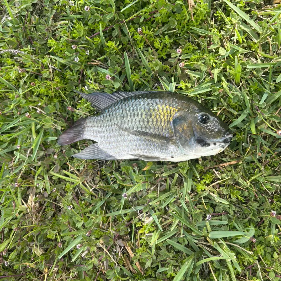 The most recent Kariba tilapia catches on Fishbrain