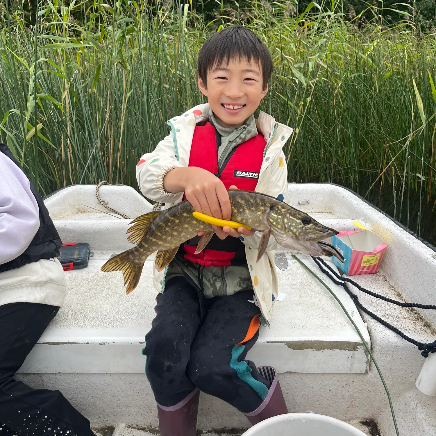 Northern pike caught on Fishbrain