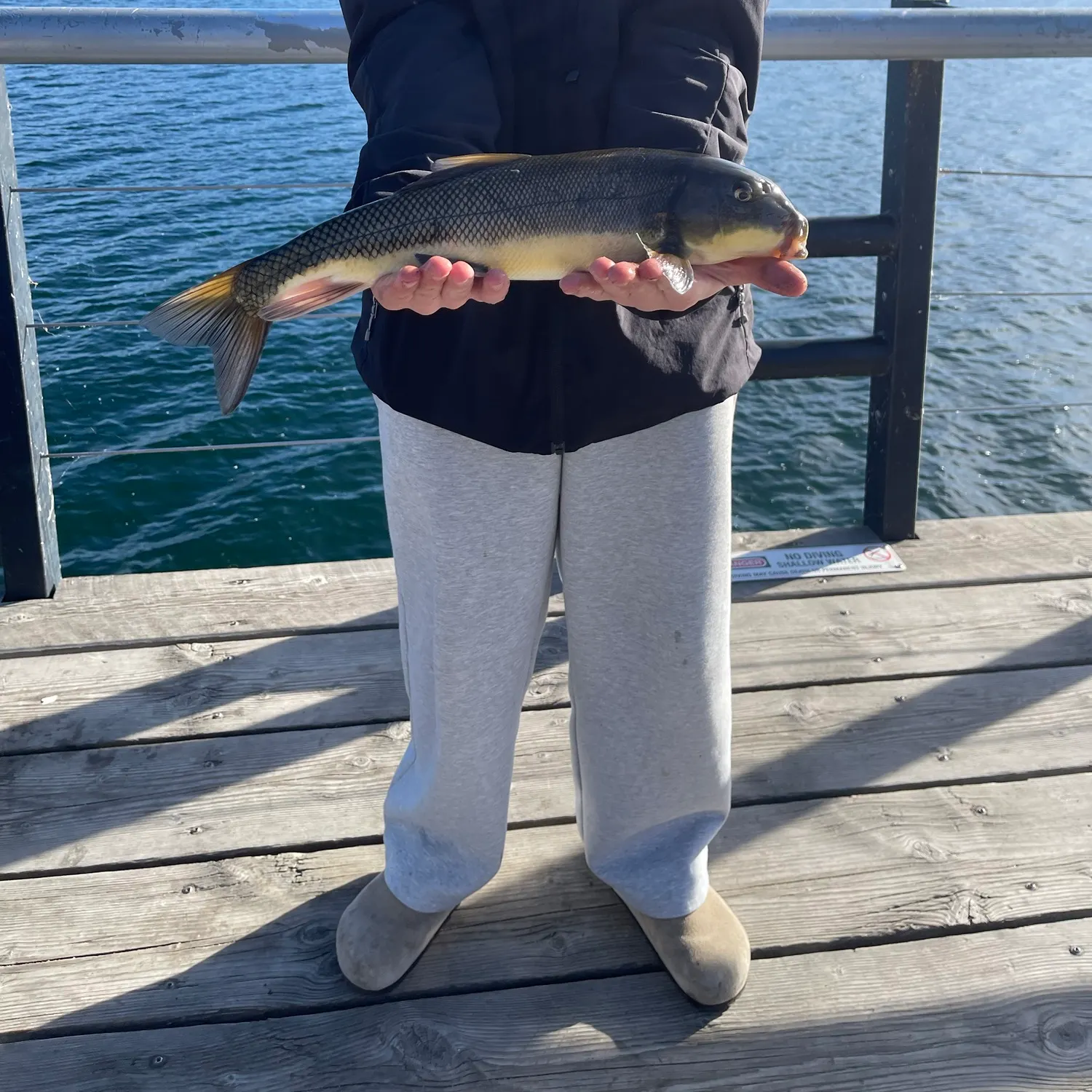 Largescale sucker caught on Fishbrain