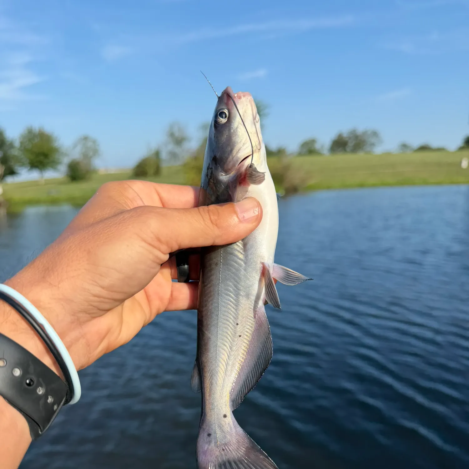 Blue catfish caught on Fishbrain