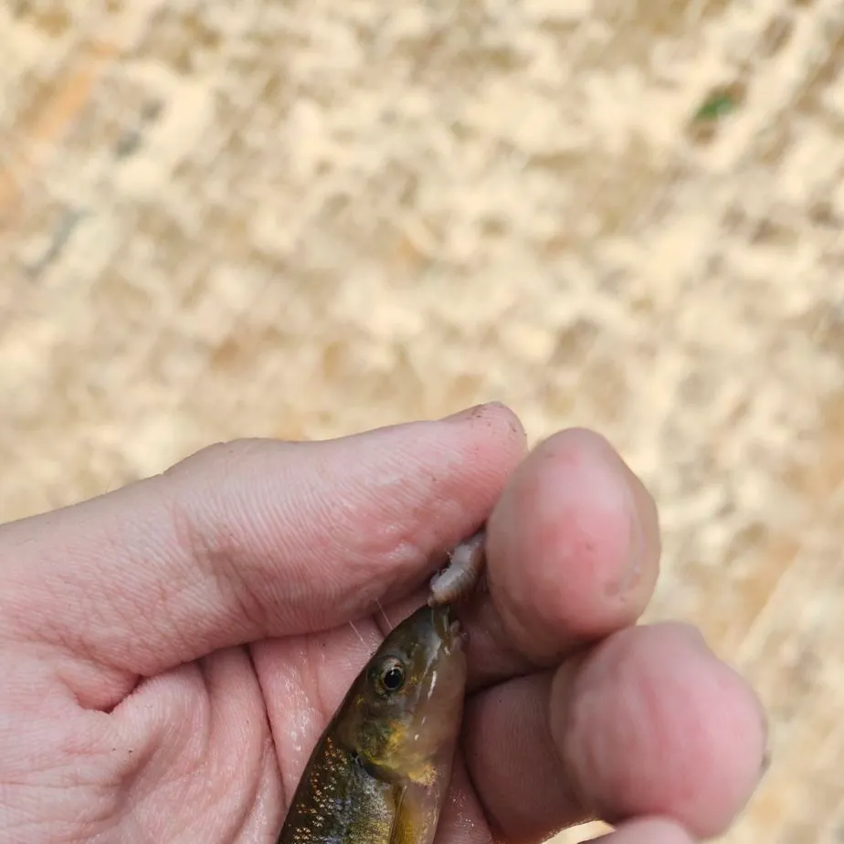 Cutlips minnow caught on Fishbrain