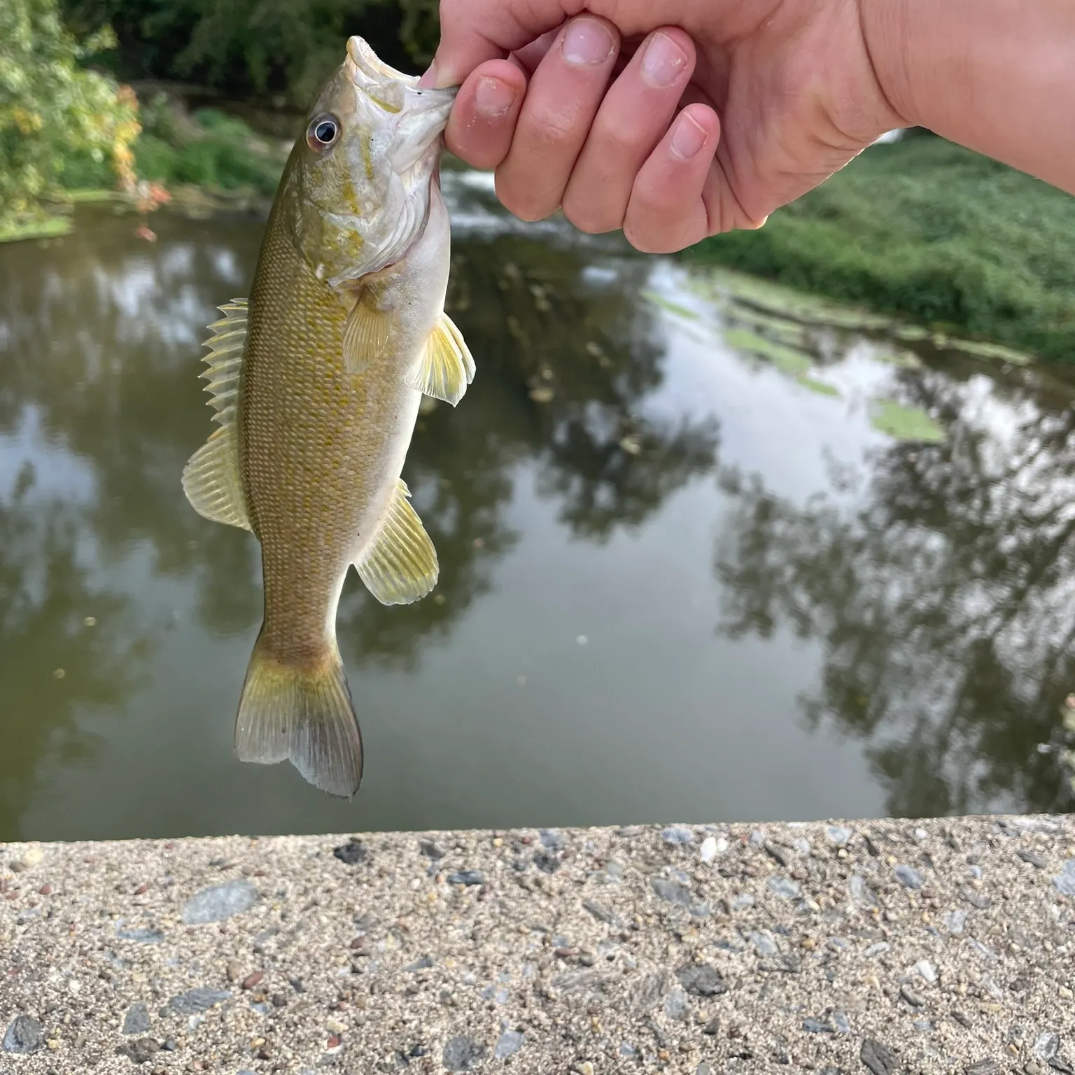 The most recent Smallmouth bass catches on Fishbrain