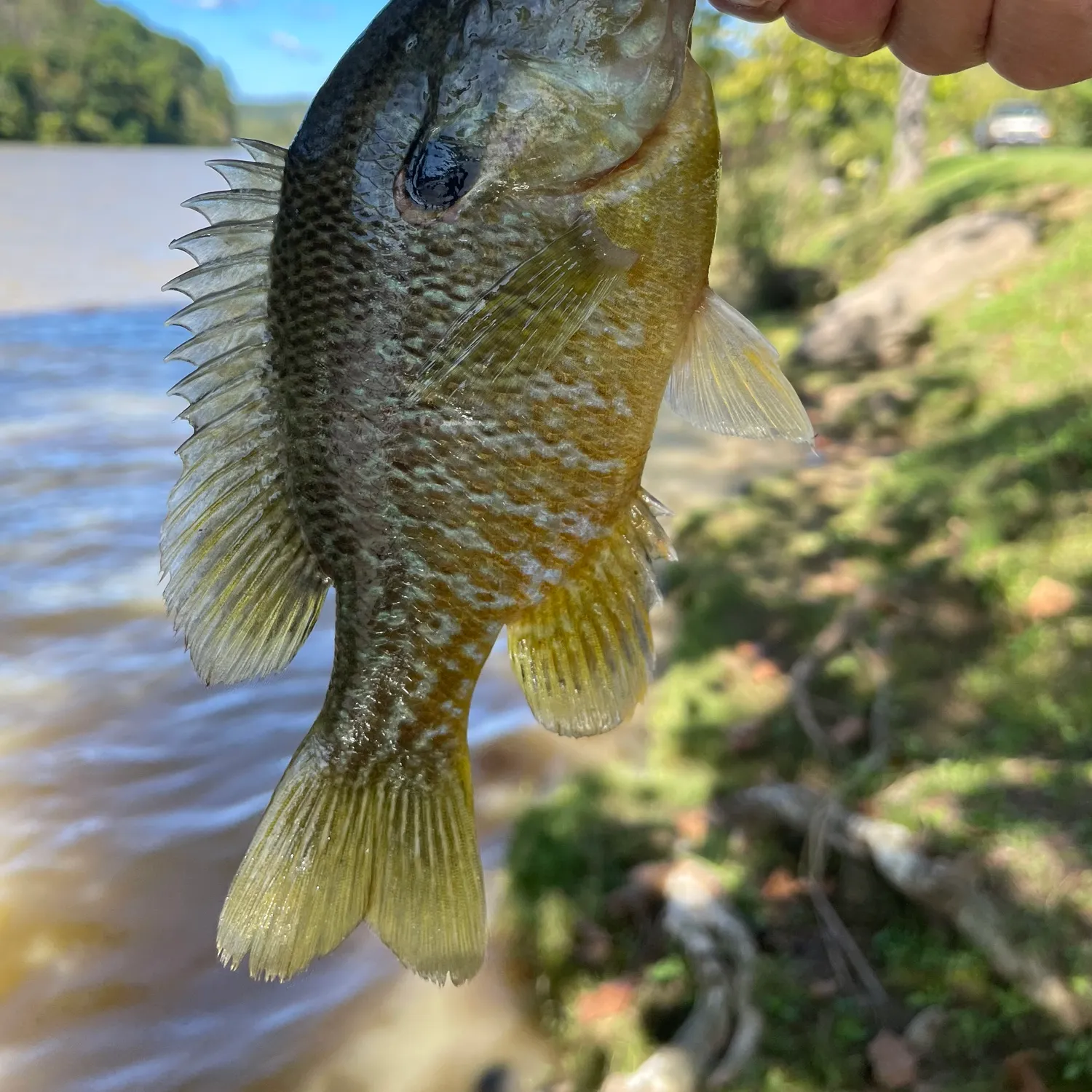 Greengill hybrid caught on Fishbrain