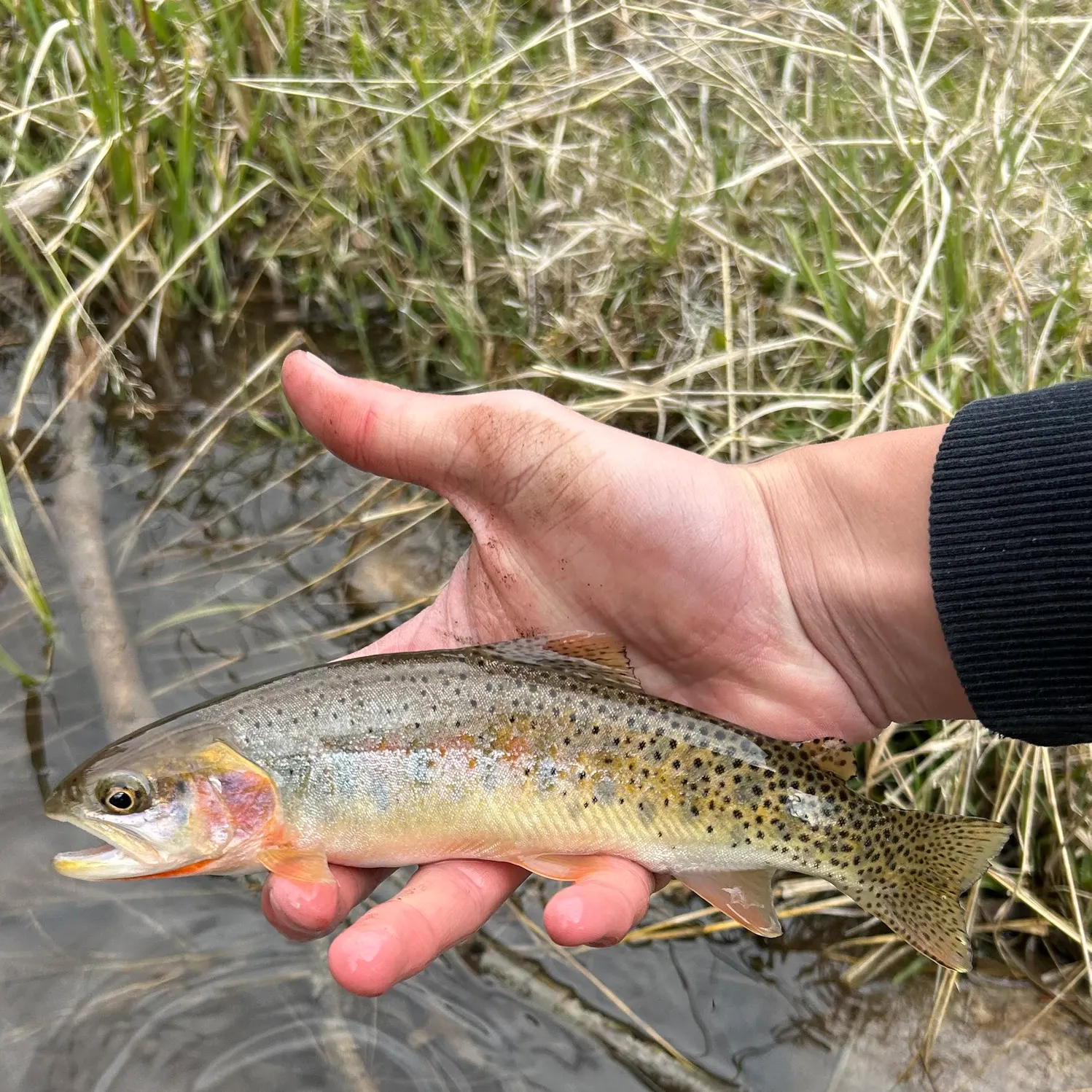The most recent Colorado river cutthroat trout catches on Fishbrain