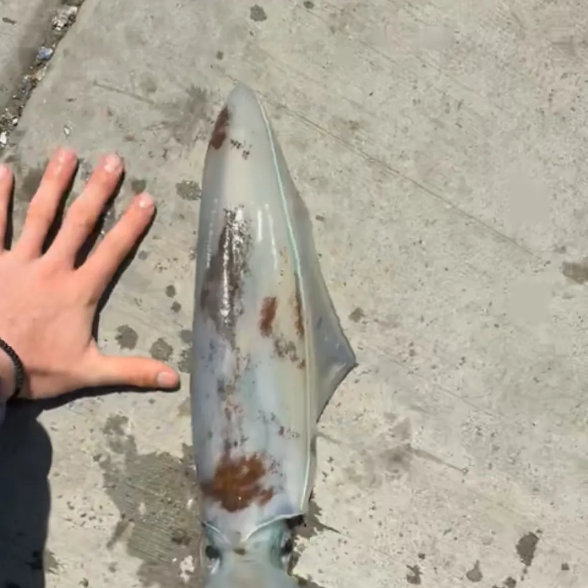 The most recent Southern calamari catches on Fishbrain