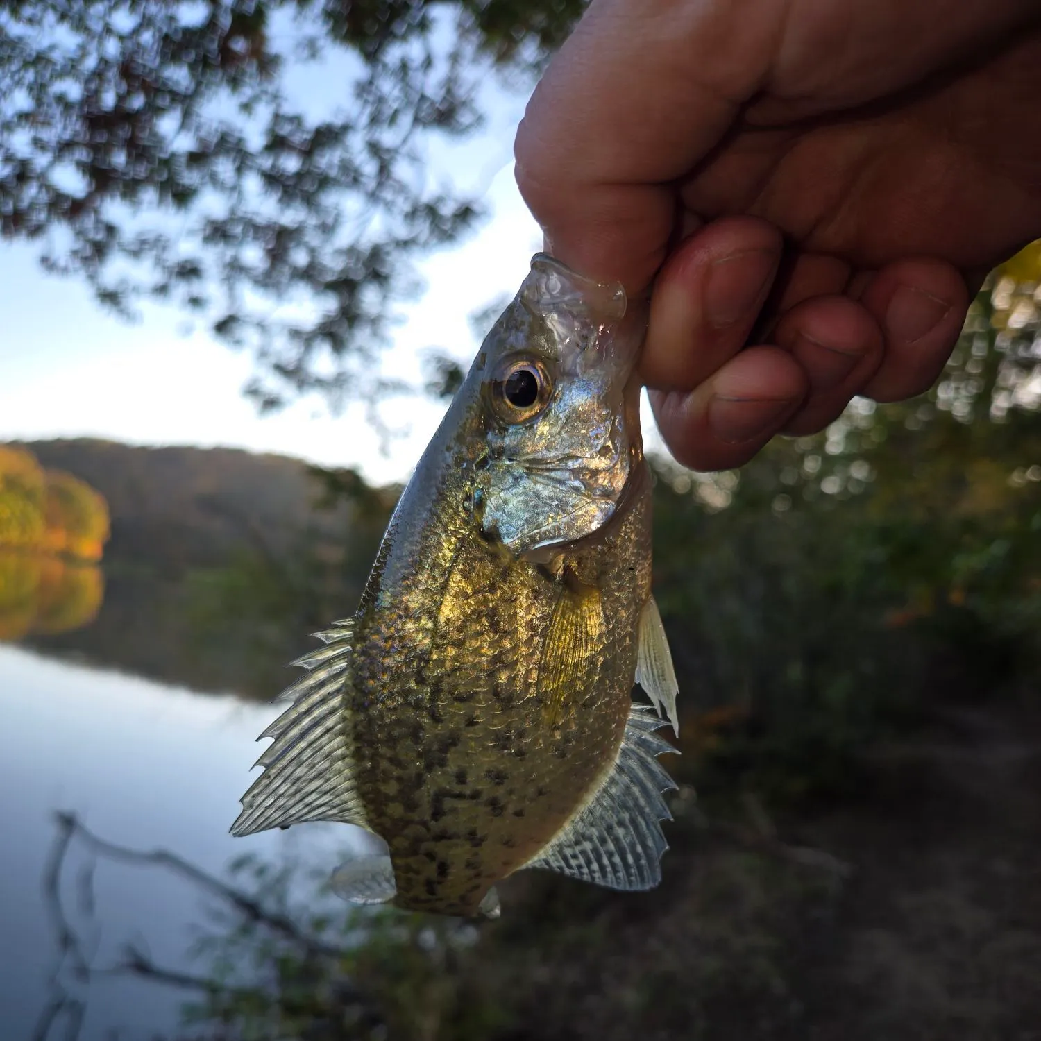 White crappie caught on Fishbrain