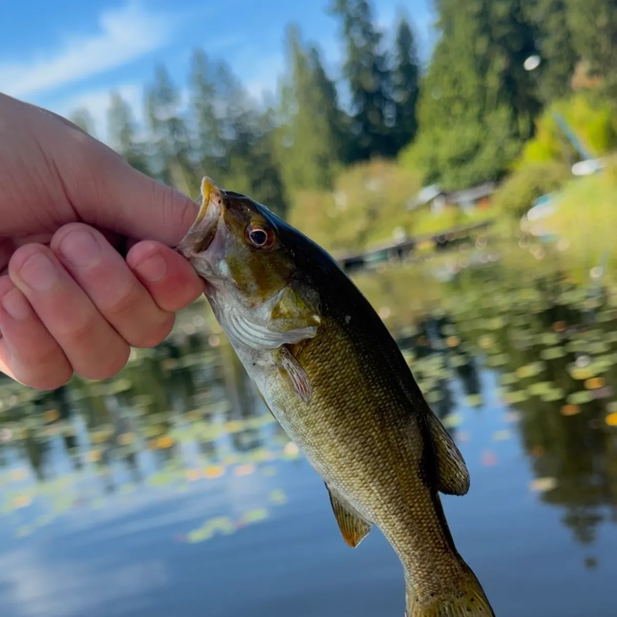 Smallmouth bass caught on Fishbrain