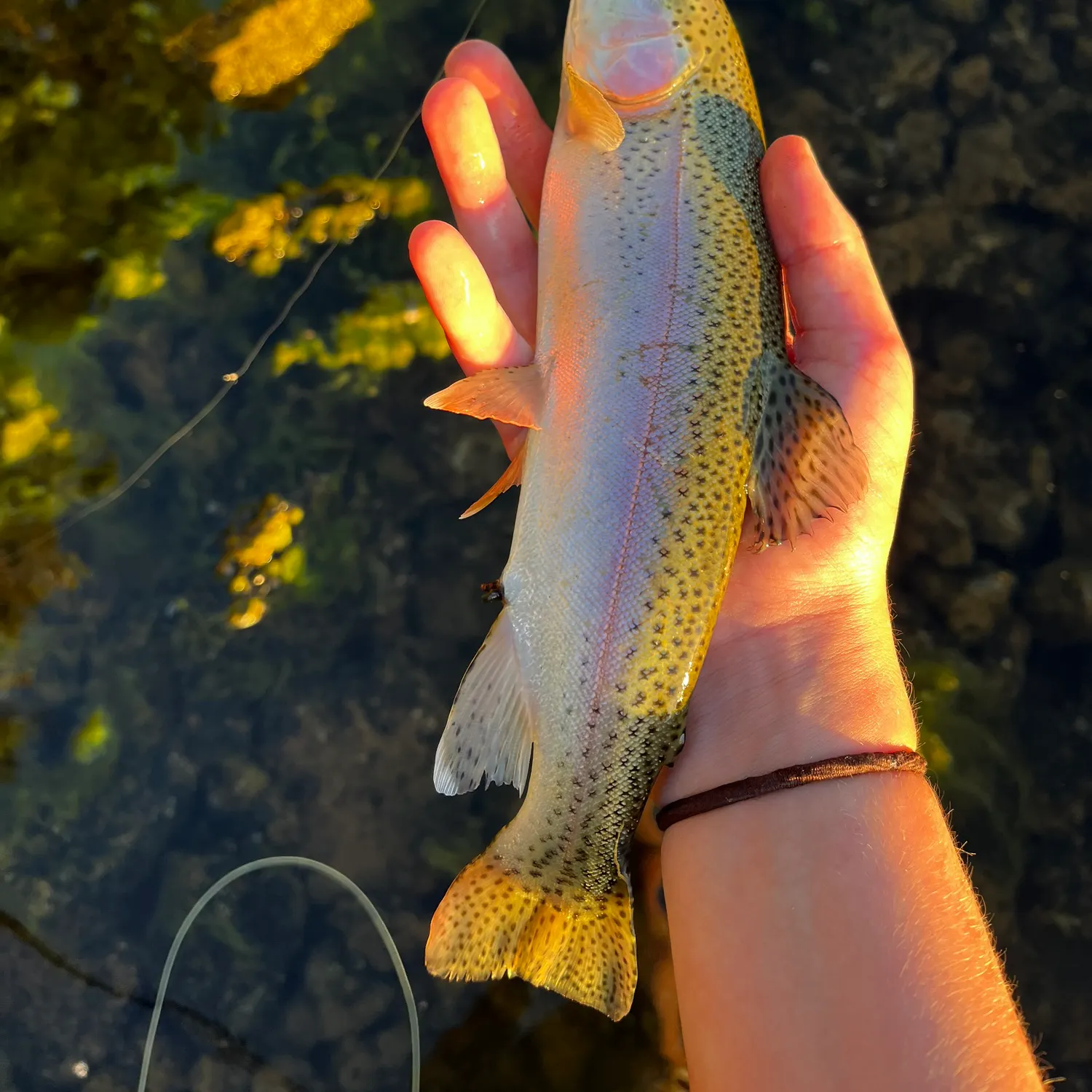 Rainbow trout caught on Fishbrain