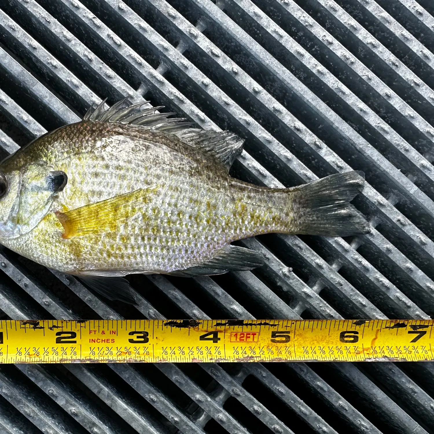 Bluegill caught on Fishbrain