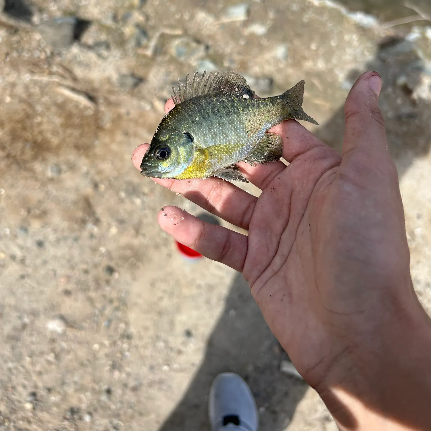 Bluegill caught on Fishbrain