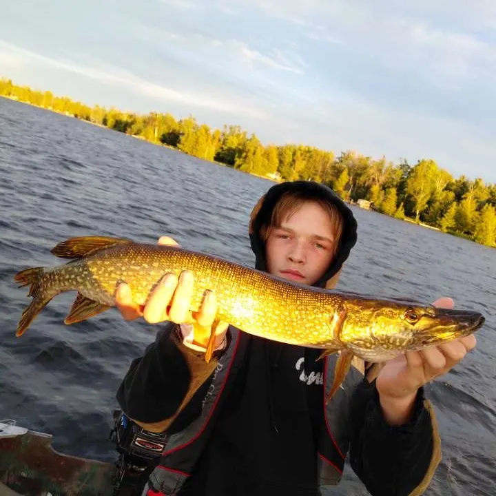 Northern pike caught on Fishbrain