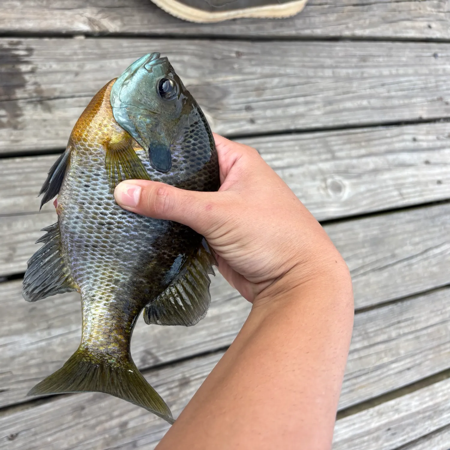 Bluegill caught on Fishbrain