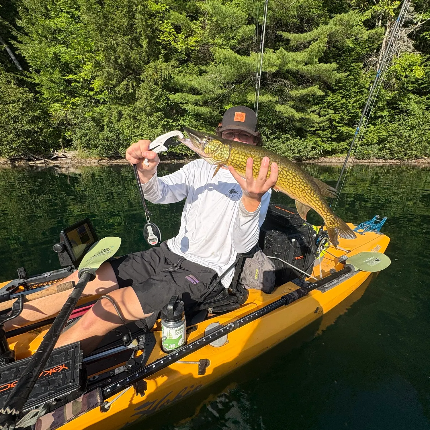 Chain pickerel caught on Fishbrain