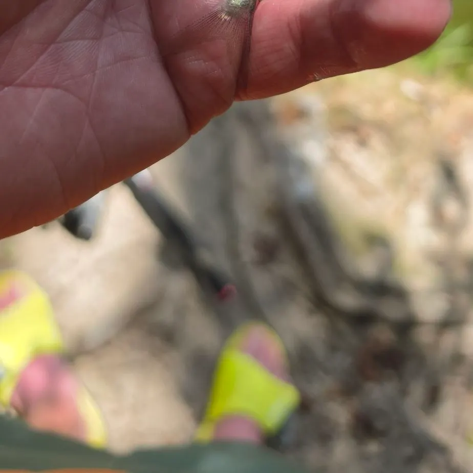 American gizzard shad caught on Fishbrain