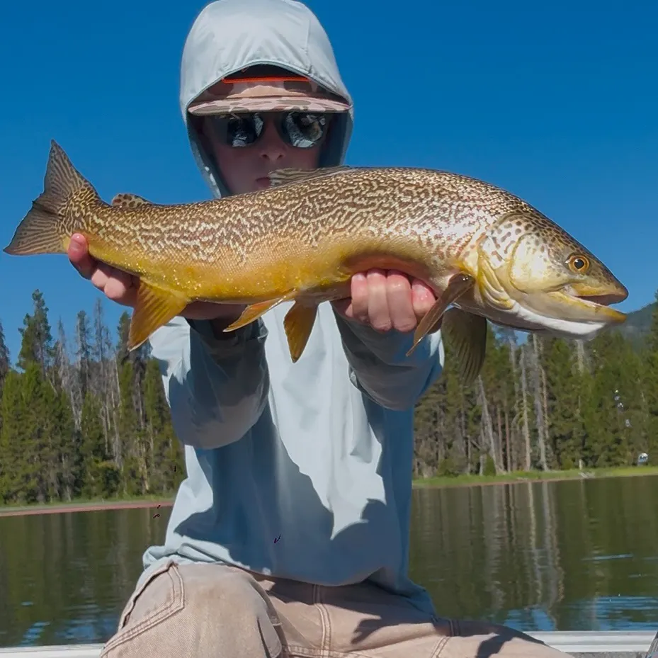 Tiger trout caught on Fishbrain