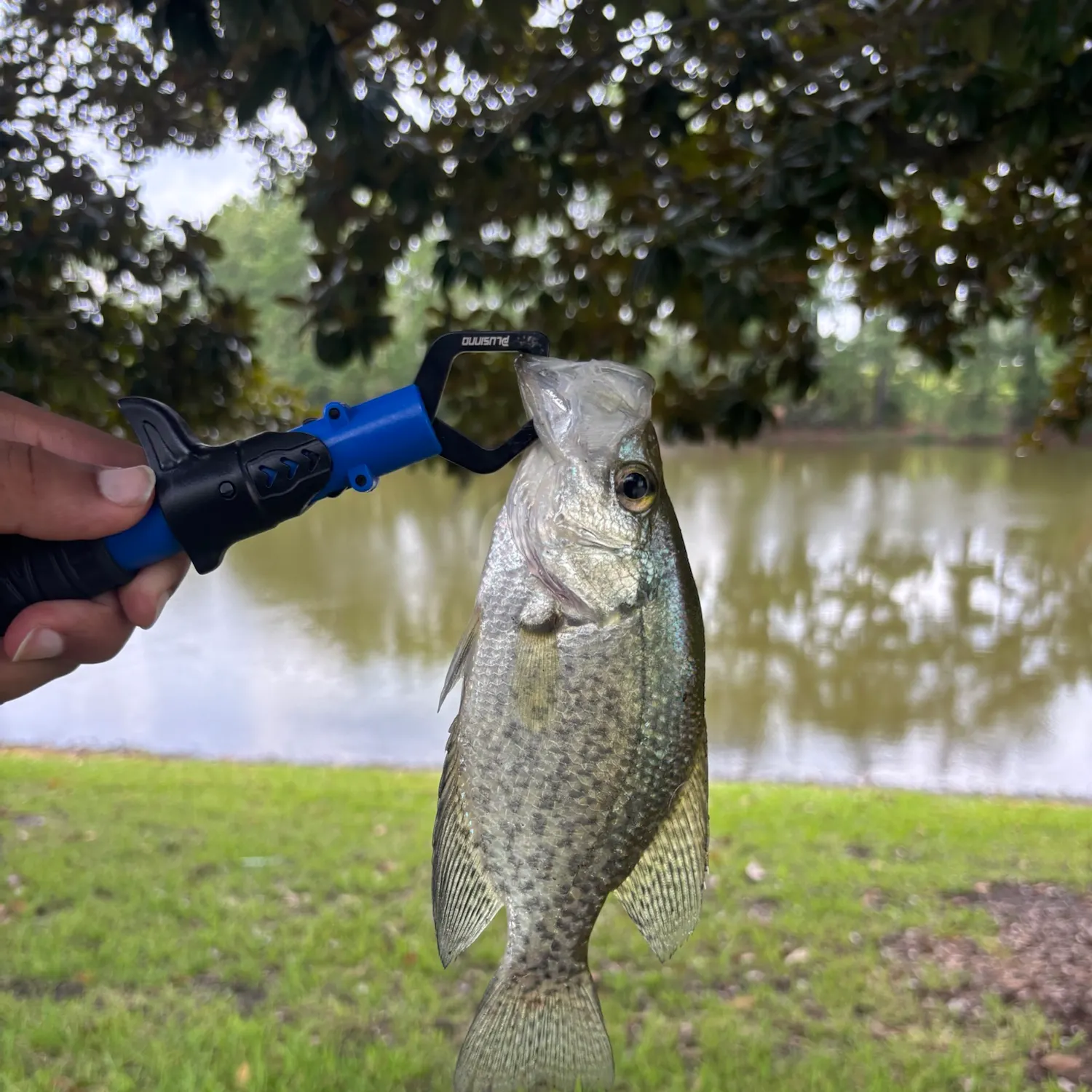 Black crappie caught on Fishbrain