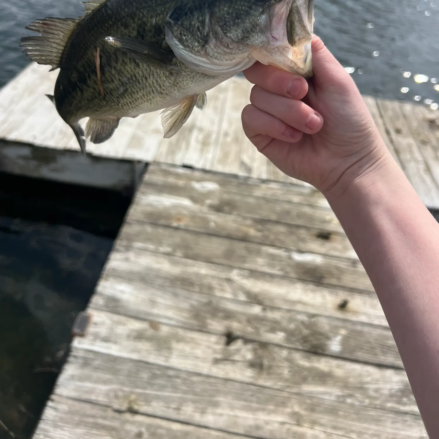 The most recent Barramundi catches on Fishbrain