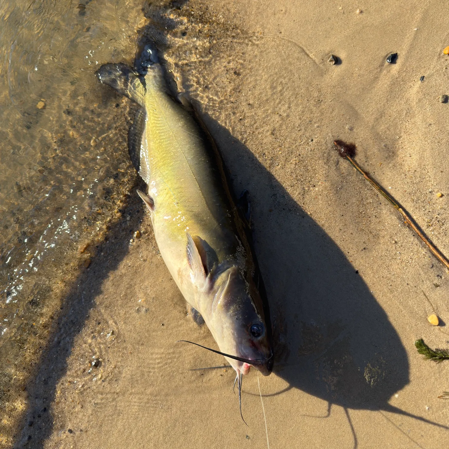 Channel catfish caught on Fishbrain