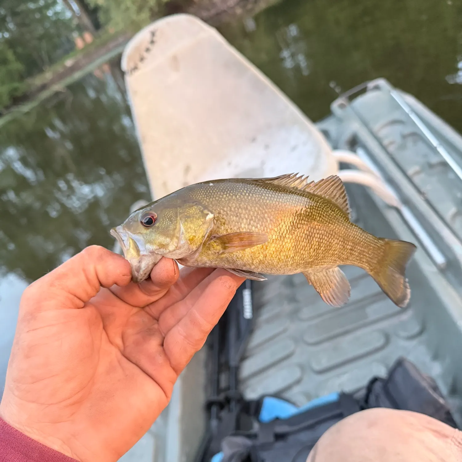 Smallmouth bass caught on Fishbrain