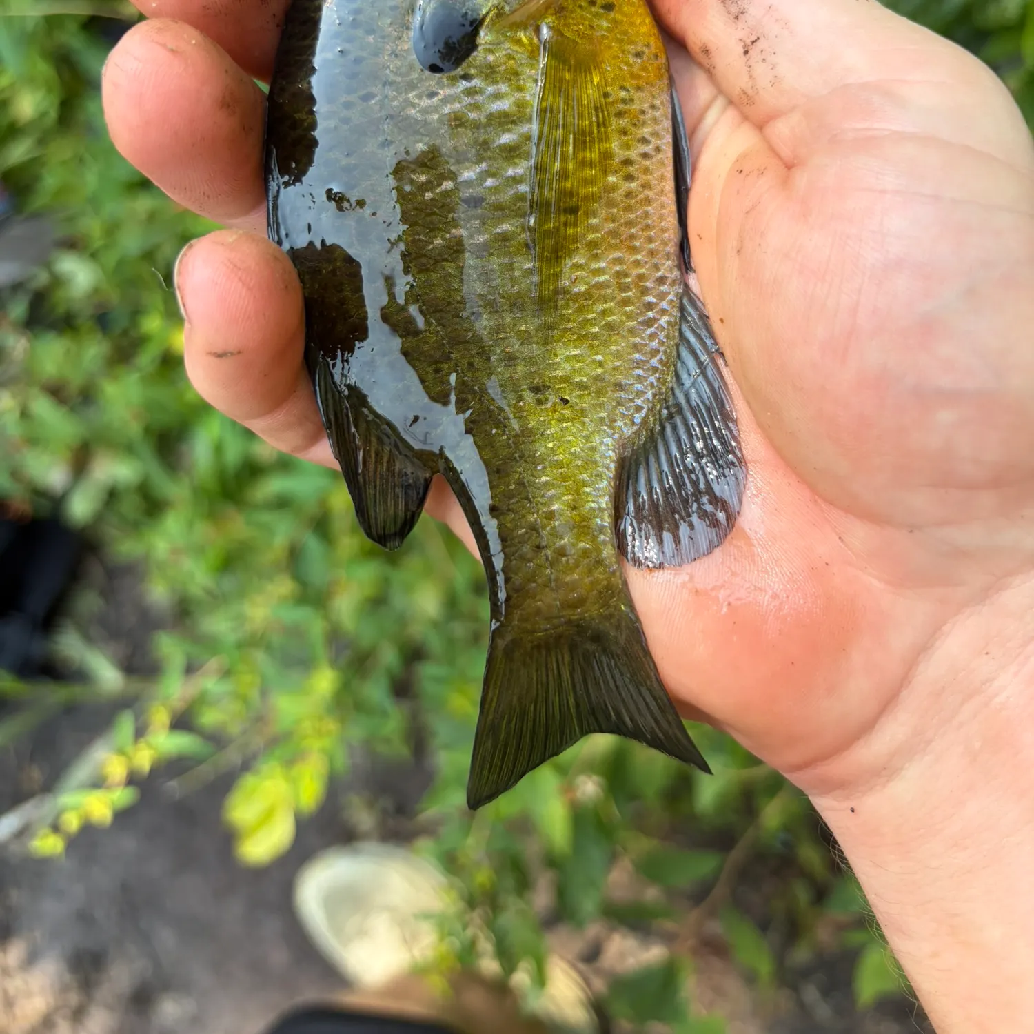 Bluegill caught on Fishbrain