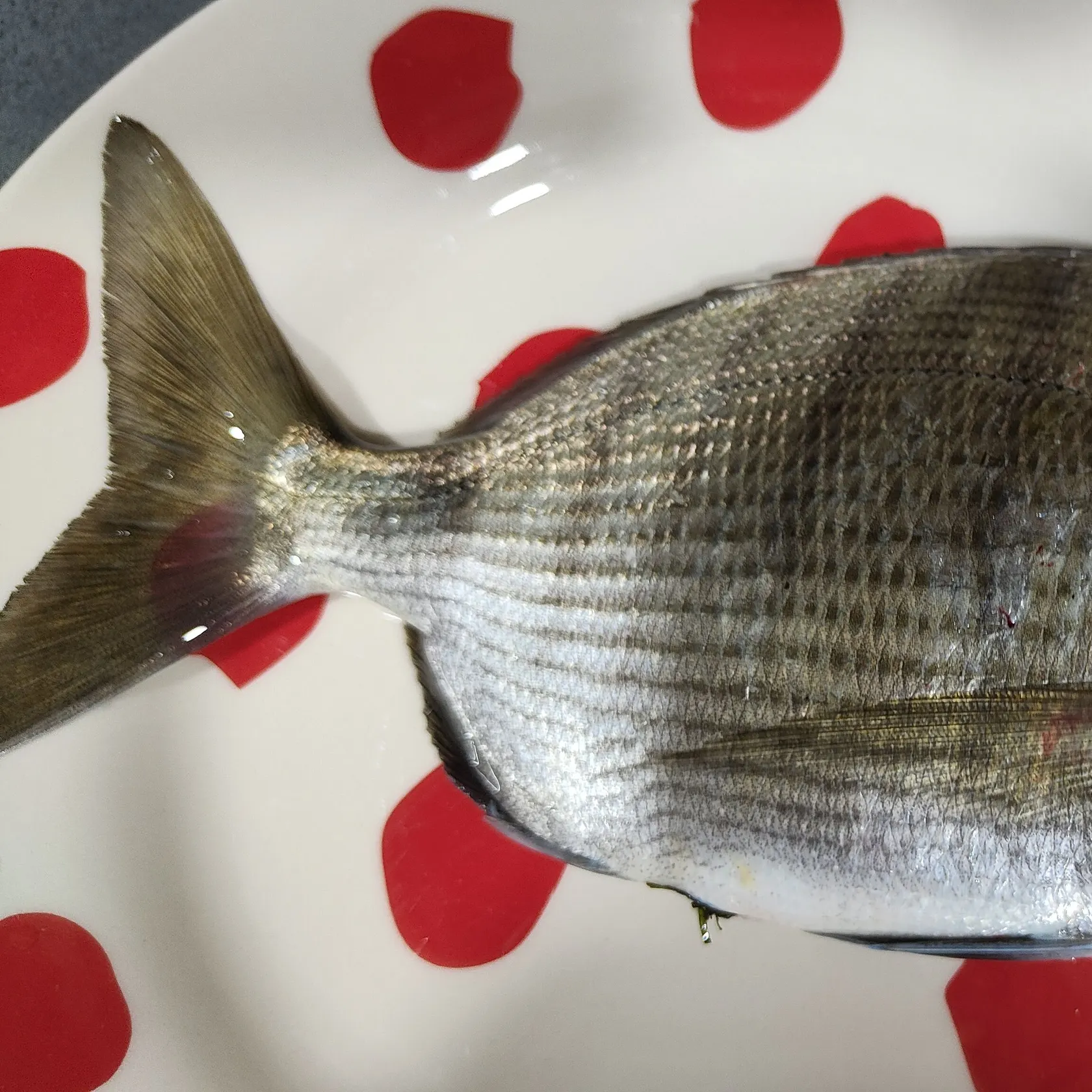 The most recent White seabream catches on Fishbrain