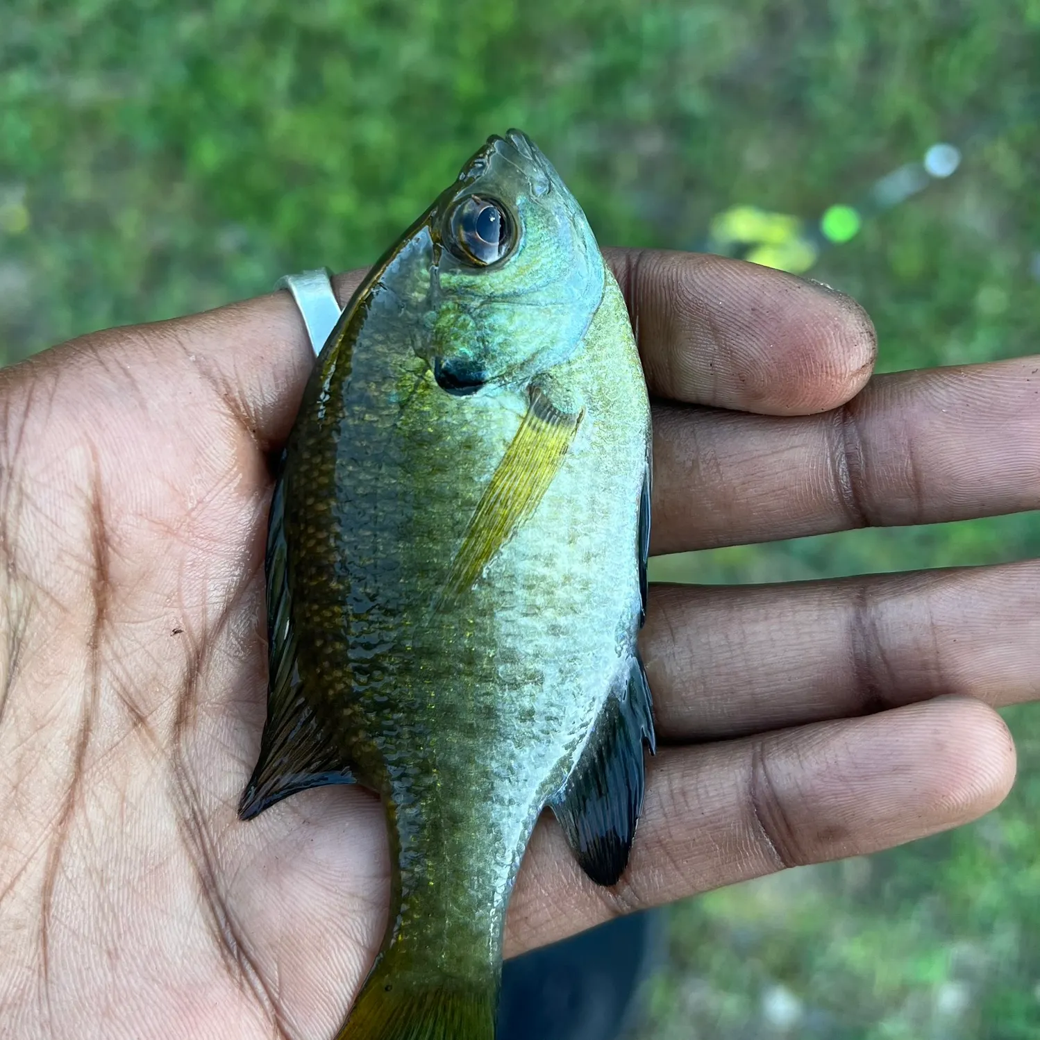 Bluegill caught on Fishbrain