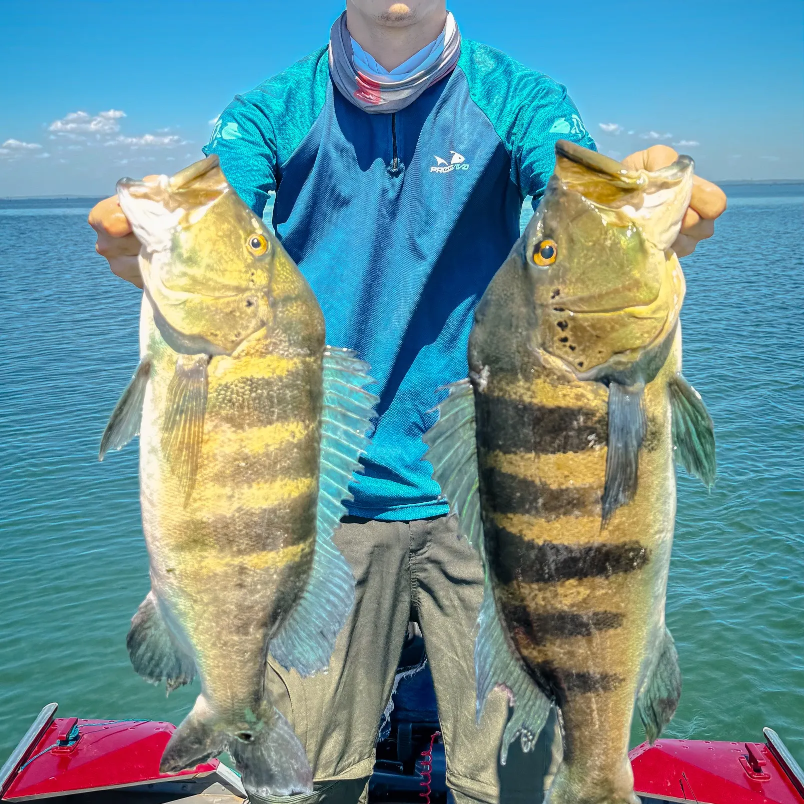 The most recent Blue peacock bass catches on Fishbrain