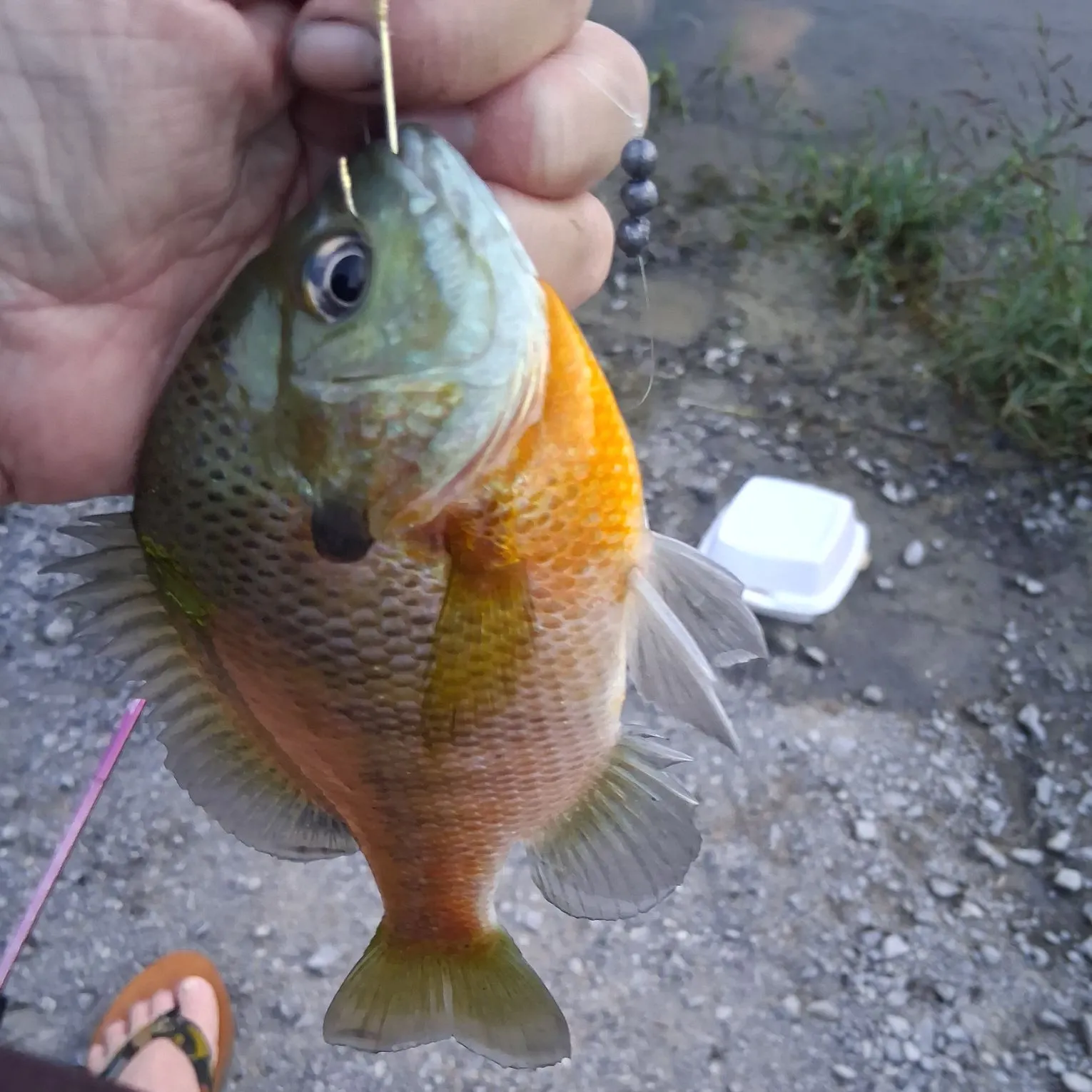 Bluegill caught on Fishbrain