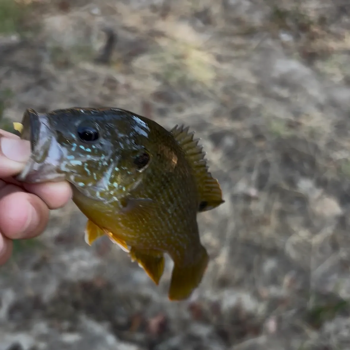 Green sunfish caught on Fishbrain