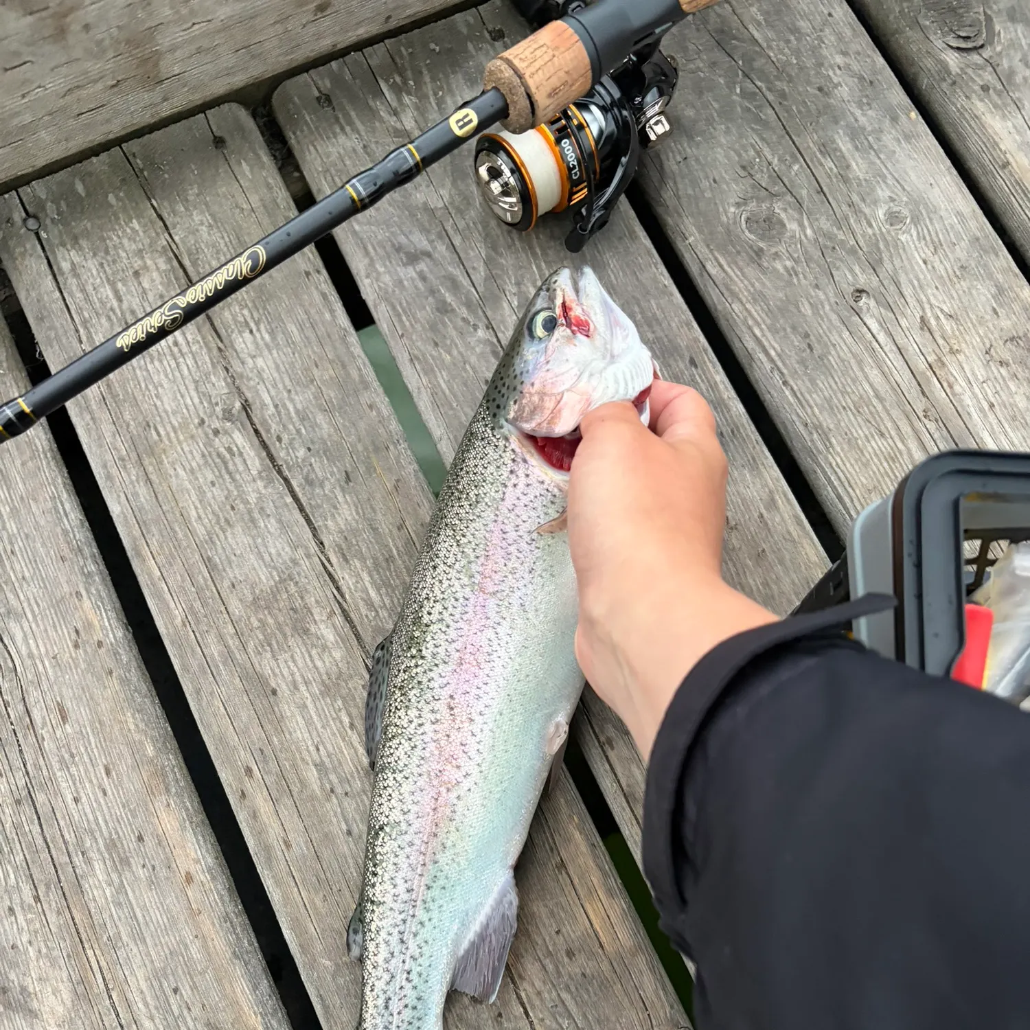 recently logged catches