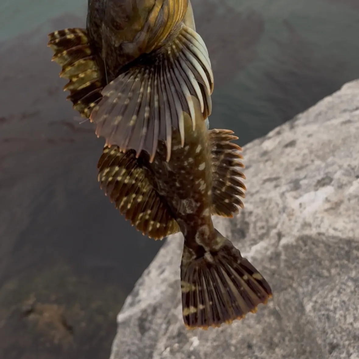 The most recent Cabezon catches on Fishbrain