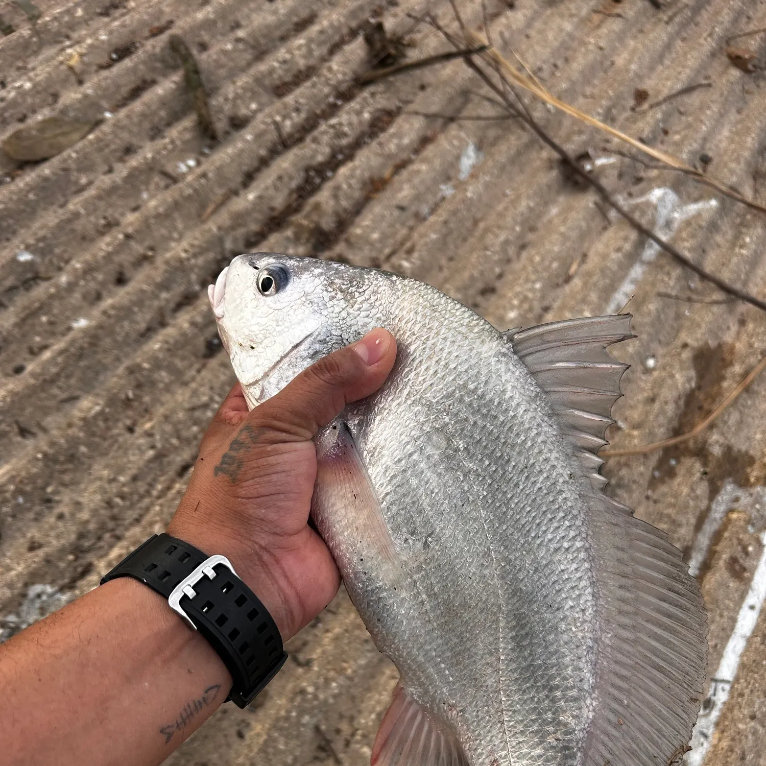 Freshwater drum caught on Fishbrain