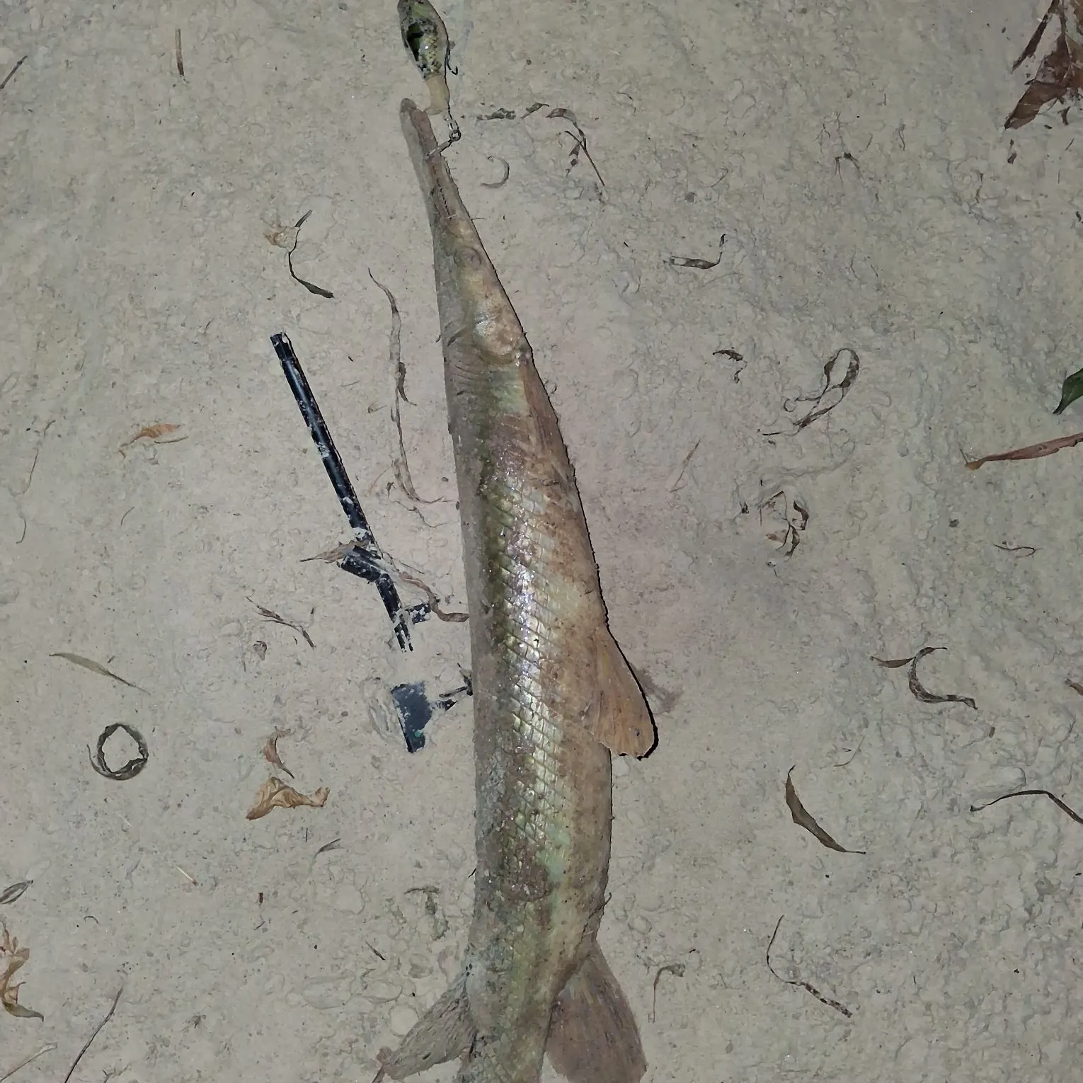 Longnose gar caught on Fishbrain