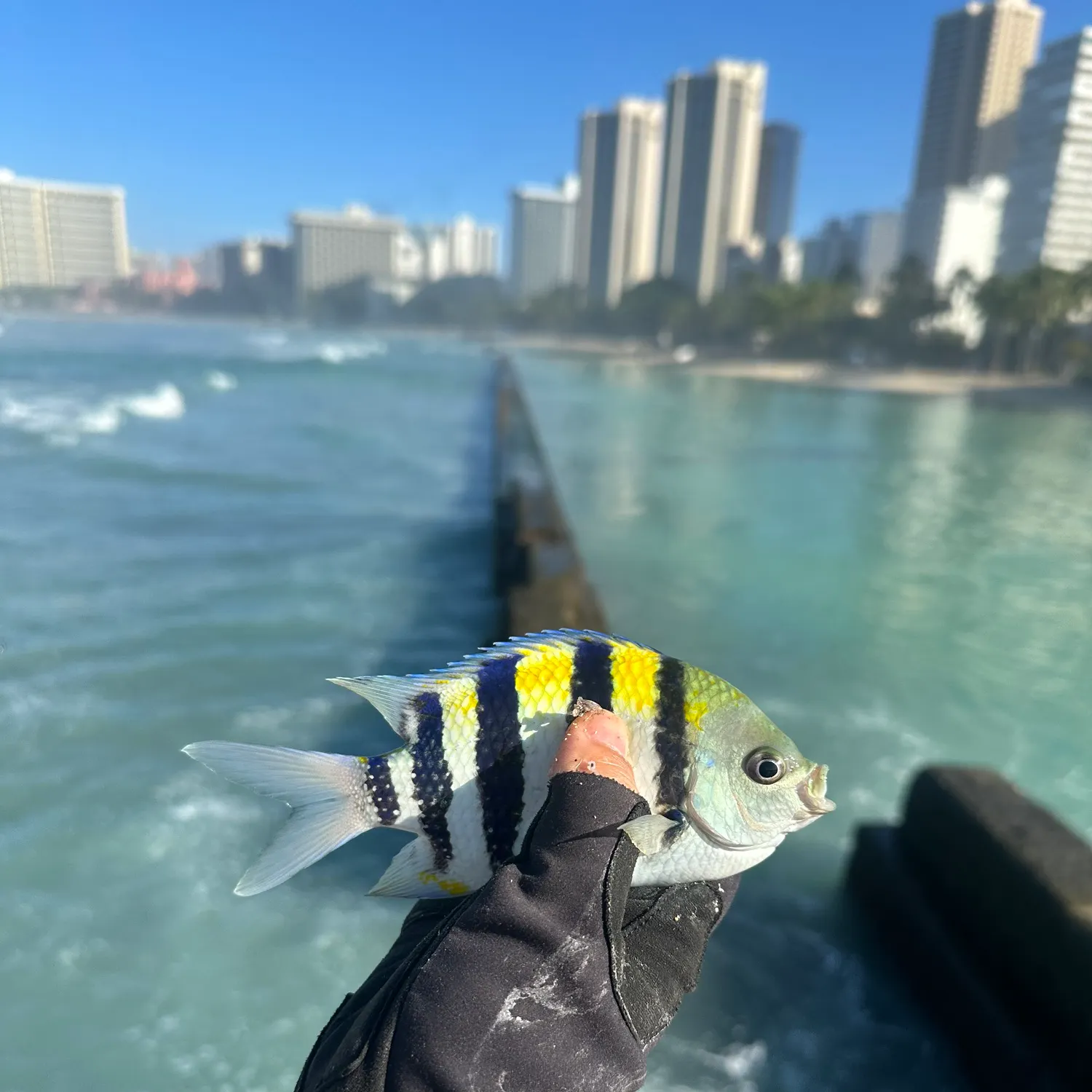 The most recent Hawaiian sergeant major catches on Fishbrain