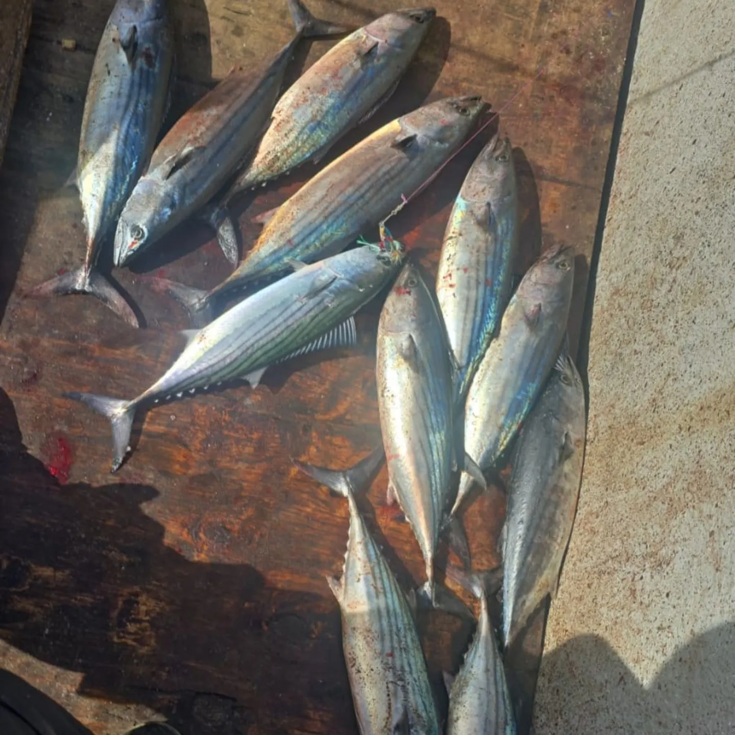 recently logged catches