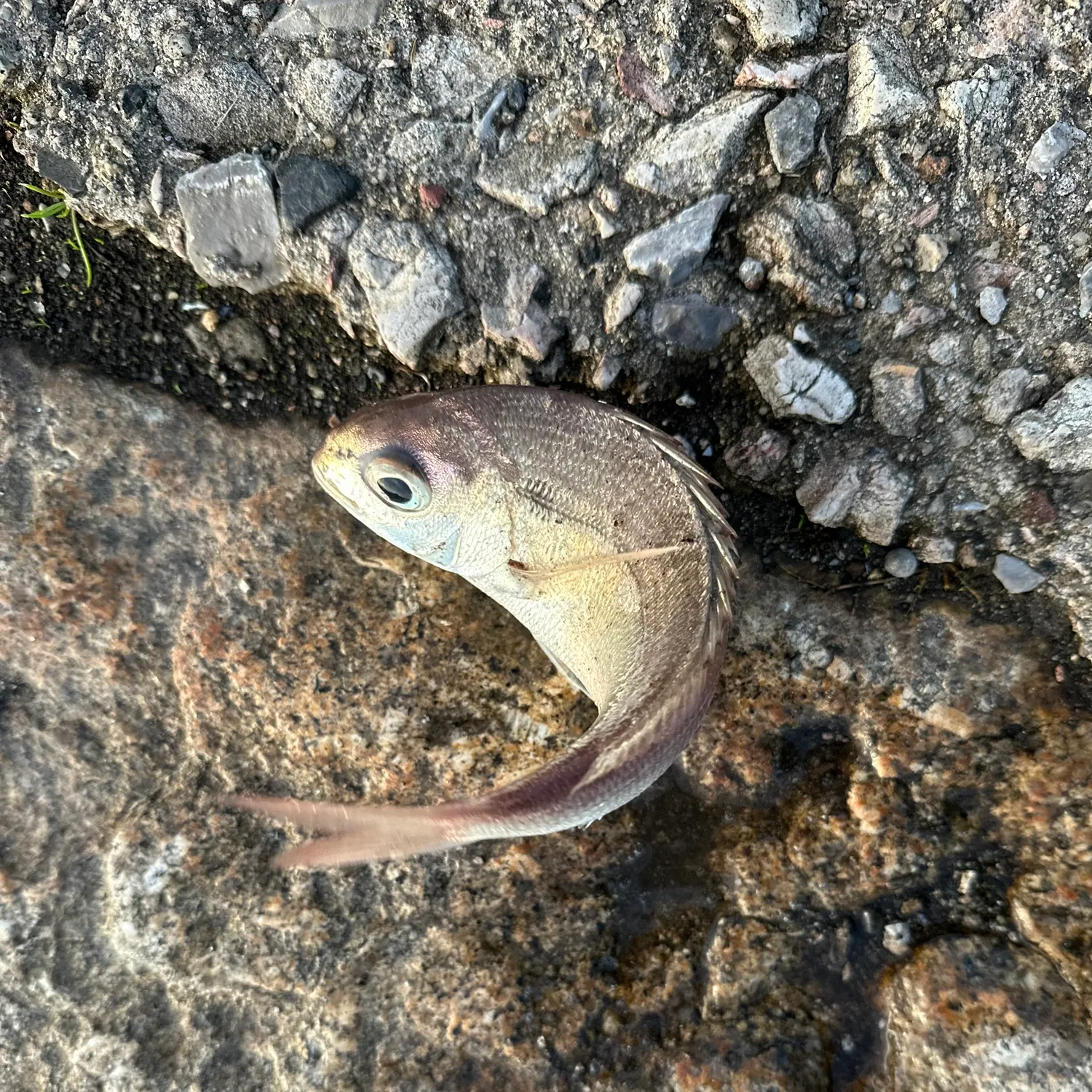 The most recent Red seabream catches on Fishbrain