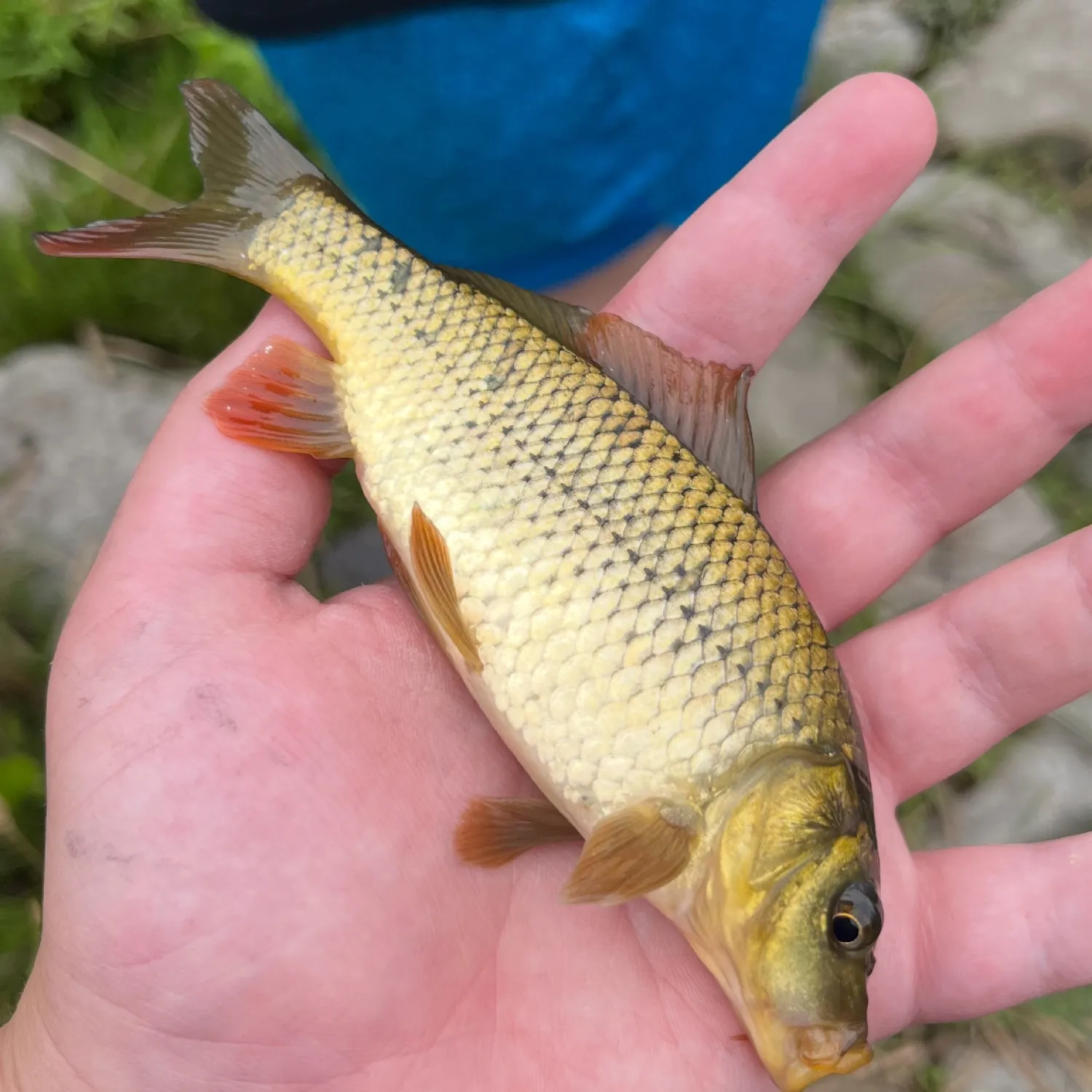 most liked catch image