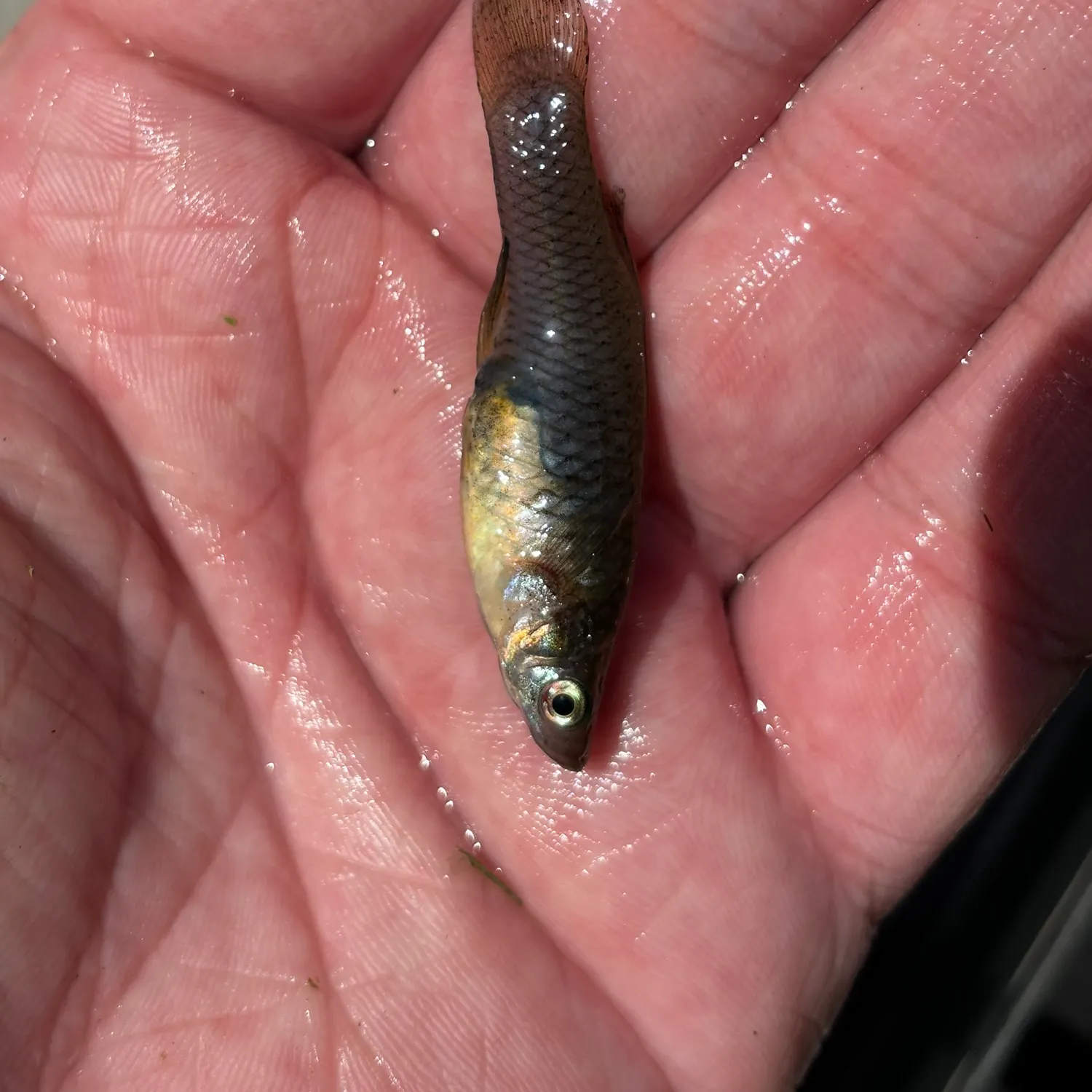 The most recent Western mosquitofish catches on Fishbrain