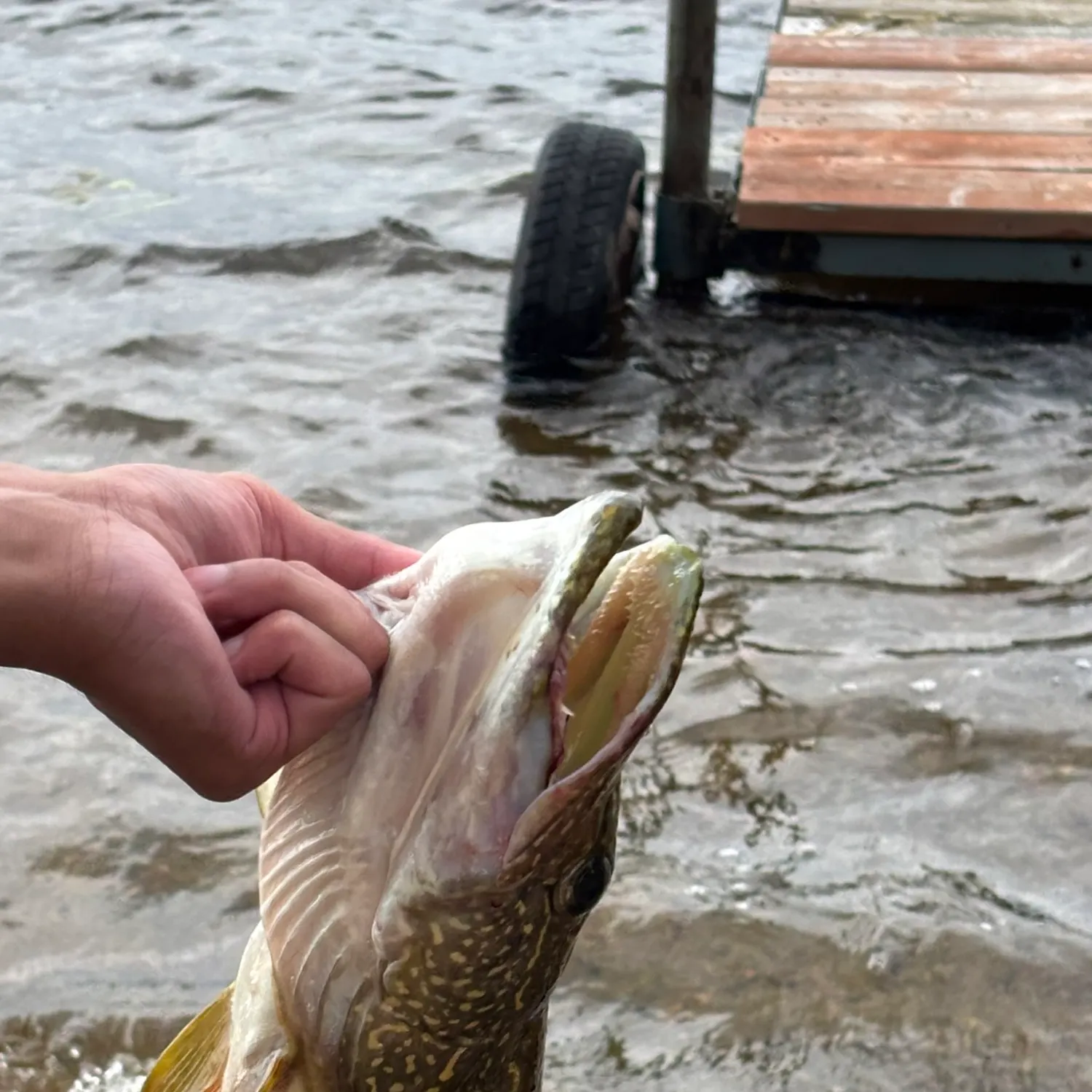 Northern pike caught on Fishbrain